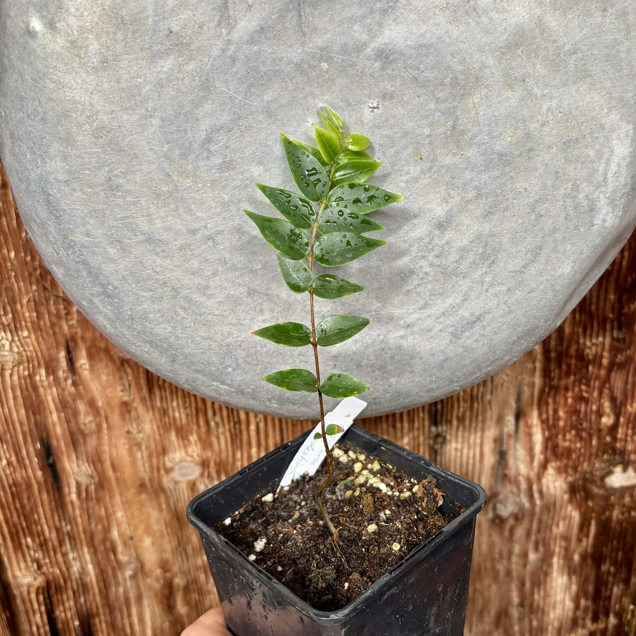 Myrciaria sp Nordestina - 1 potted seedling / 1 getopfter Sämling