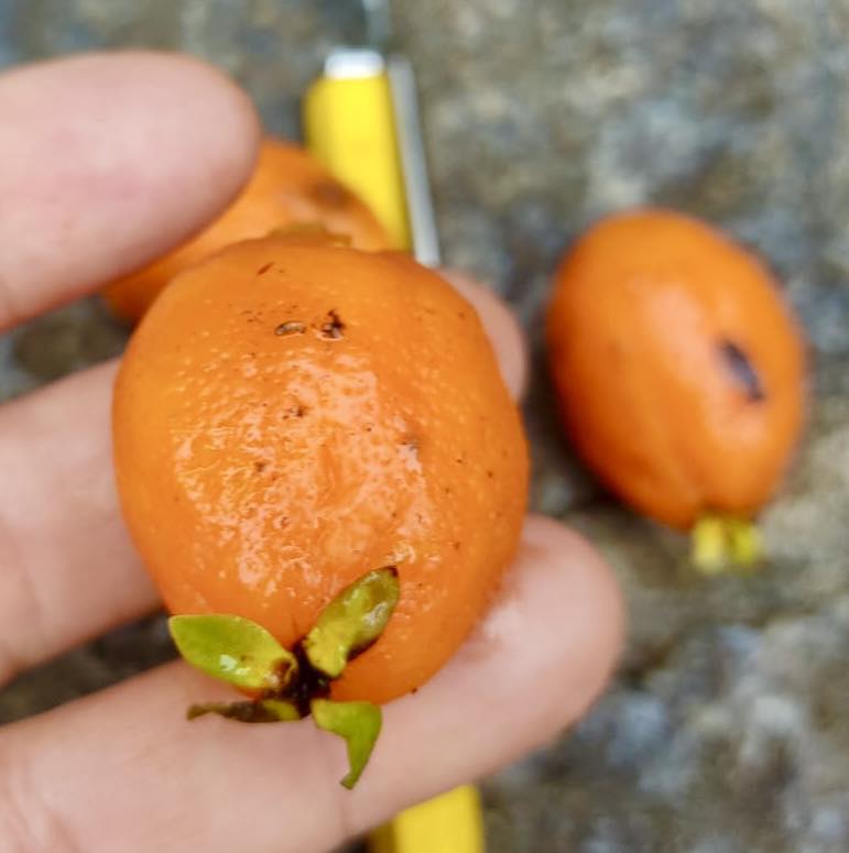 Eugenia sp Labisia -  1 germinated seed / 1 gekeimter Samen