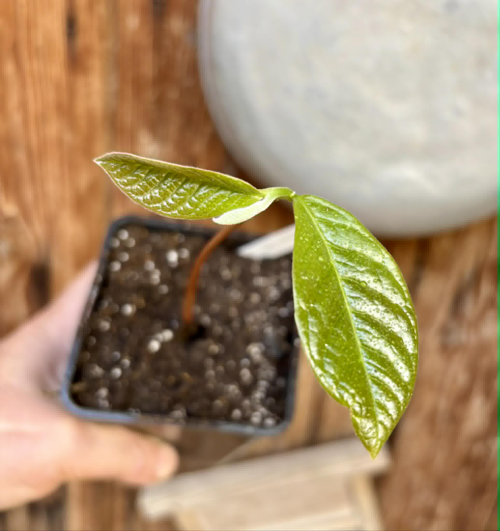 Annona purpurea - Soncoya - 1 potted plant / 1 getopfte Pflanze