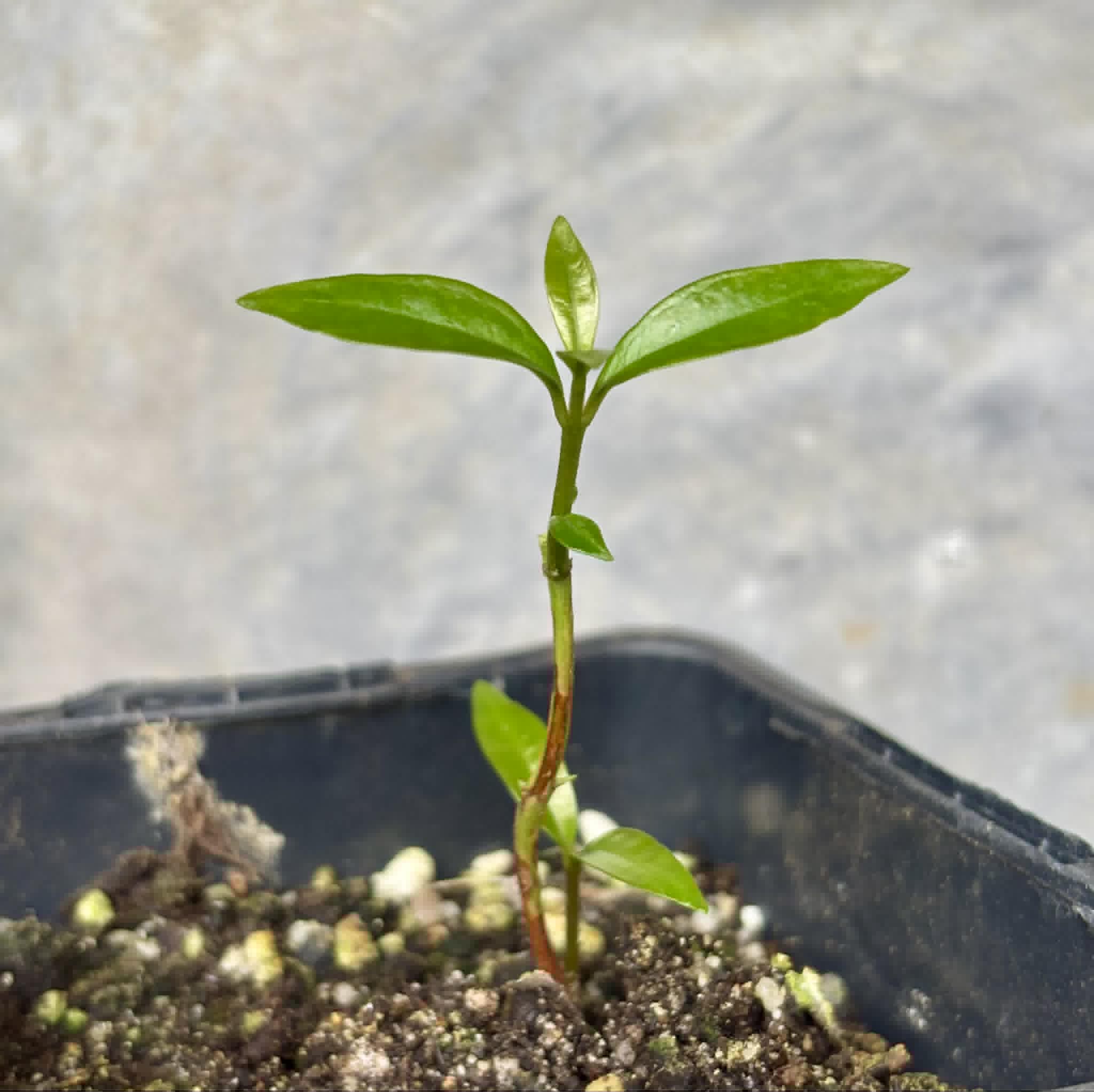 White Rose Apple (Syzygium jambos) - 1 potted seedling / 1 getopfter Sämling