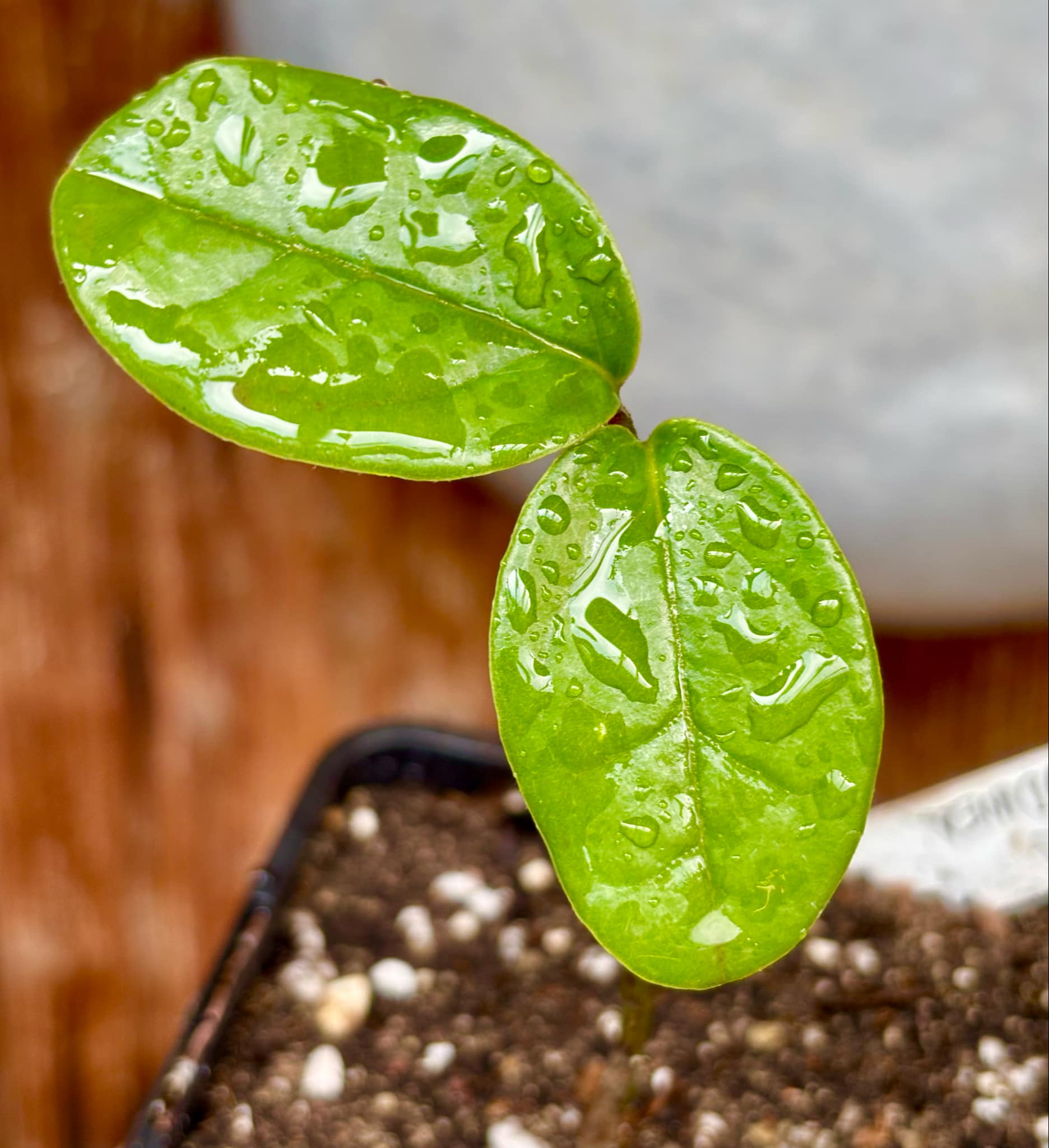 Poshte (Annona scleroderma)  - 1 potted plant / 1 getopfte Pflanze