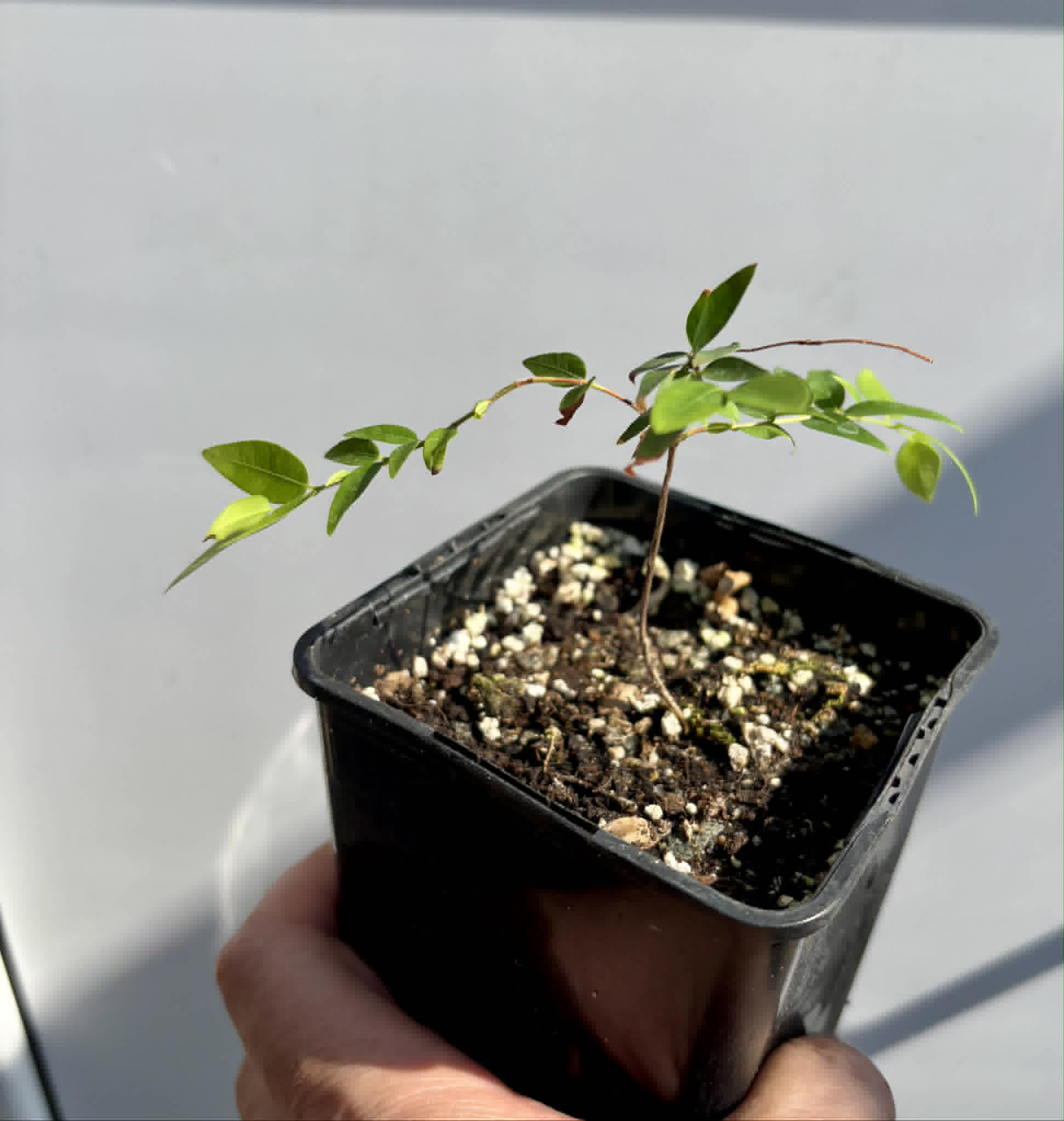 Myrciaria cuspidata BLACK - 1 potted seedling / 1 getopfter Sämling