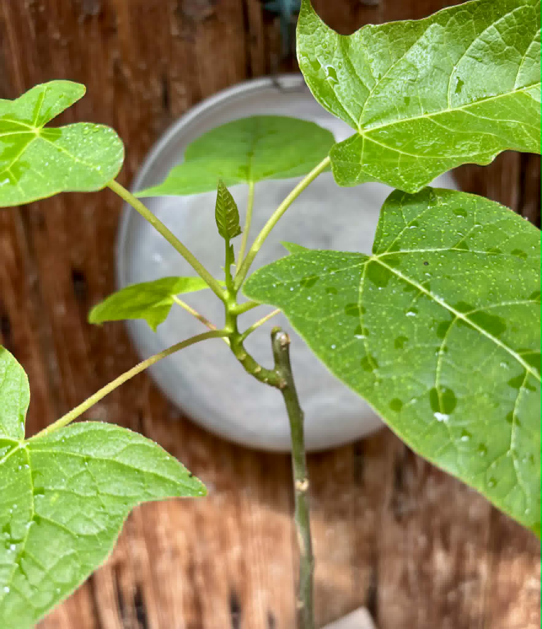 rooted cutting - Oak Leaf Papaya (Vasconcellea quercifolia) - 1 potted plant / 1 getopfte Pflanze