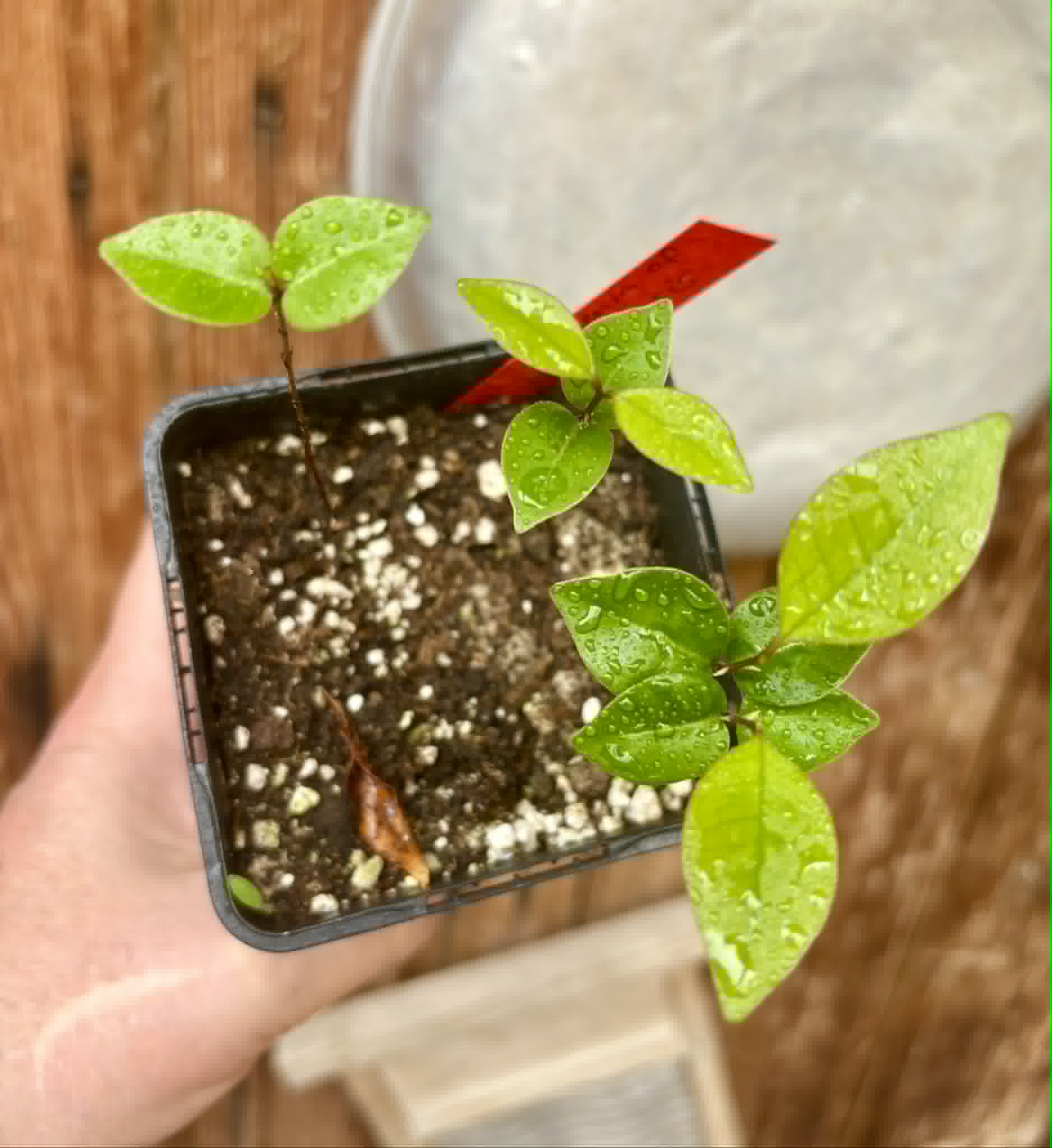 3 in 1 pot - Eugenia flamingensis - 3 potted seedlings in one pot / 3 getopfte Sämlinge in einem Topf