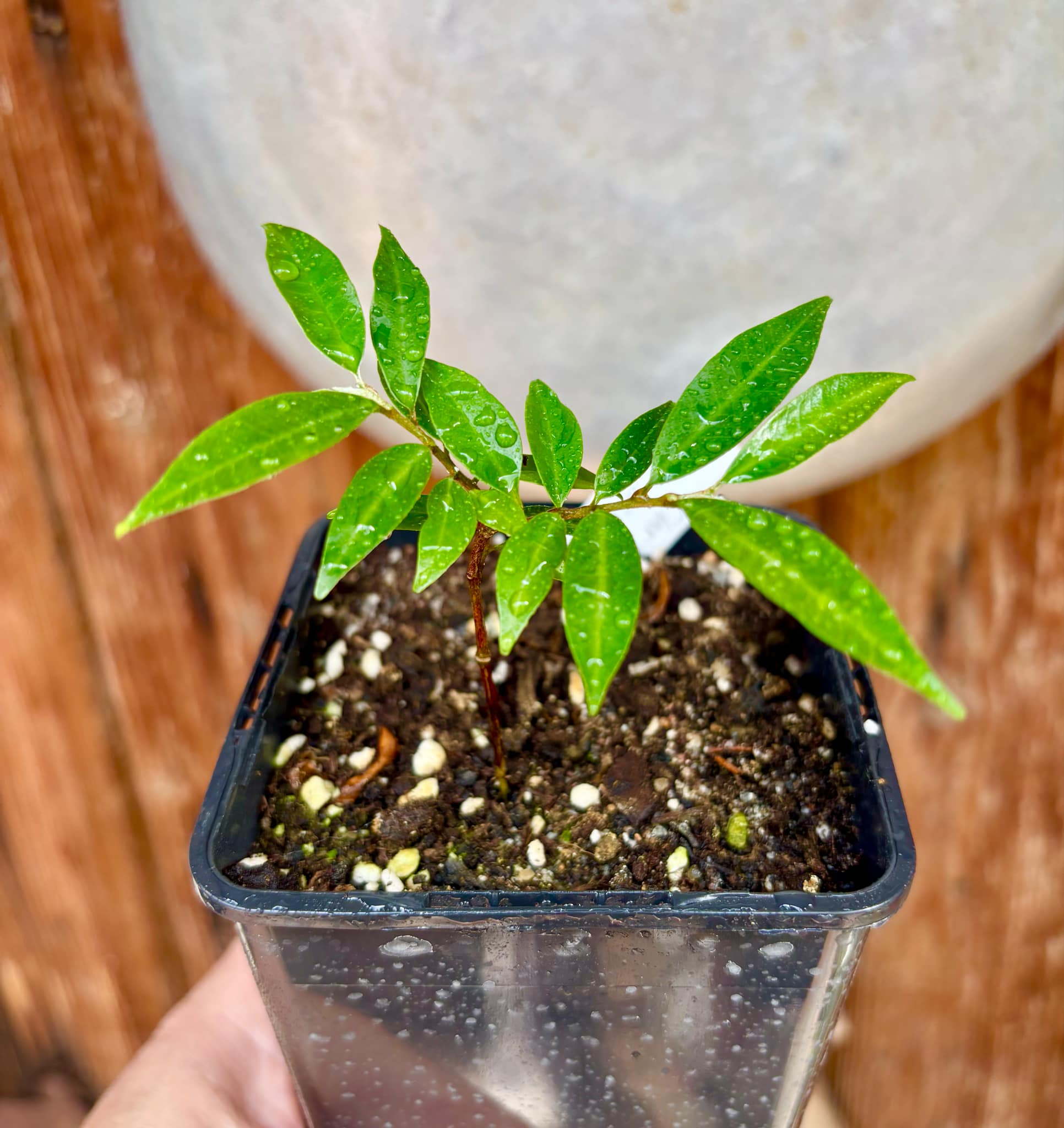 Chrysophyllum arenarium - Ameixa do Nordeste - 1 potted plant / 1 getopfte Pflanze Chrysophyllum arenarium - Ameixa do Nordeste - 1 potted plant / 1 getopfte Pflanze