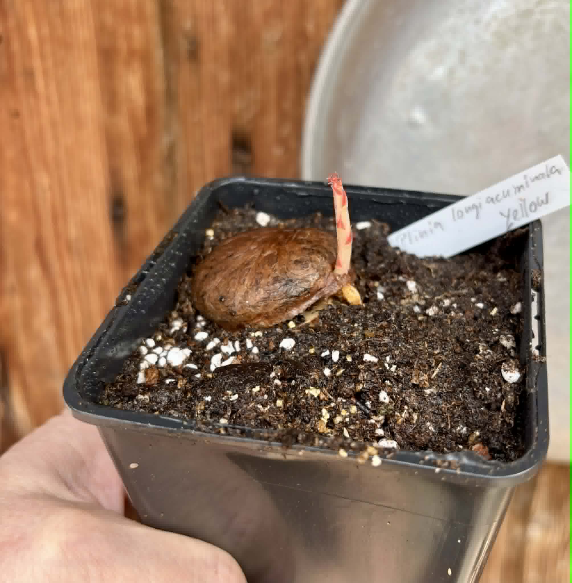 Plinia longiacuminata YELLOW -  1 potted seedling / 1 getopfter Sämling
