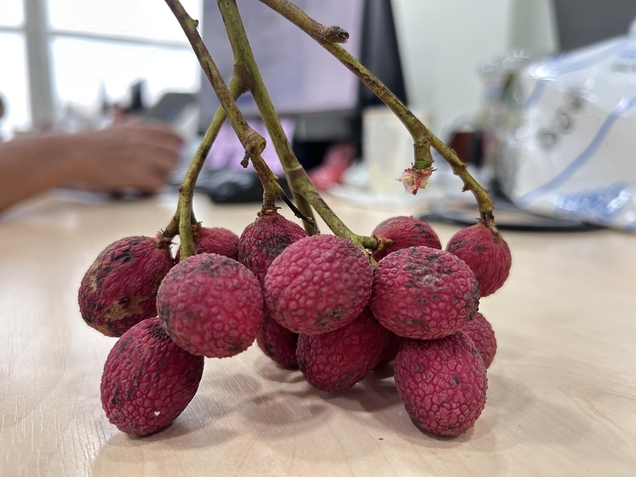 Korlan (Nephelium hypoleucum) - 1 fresh seed / 1 frischer Samen