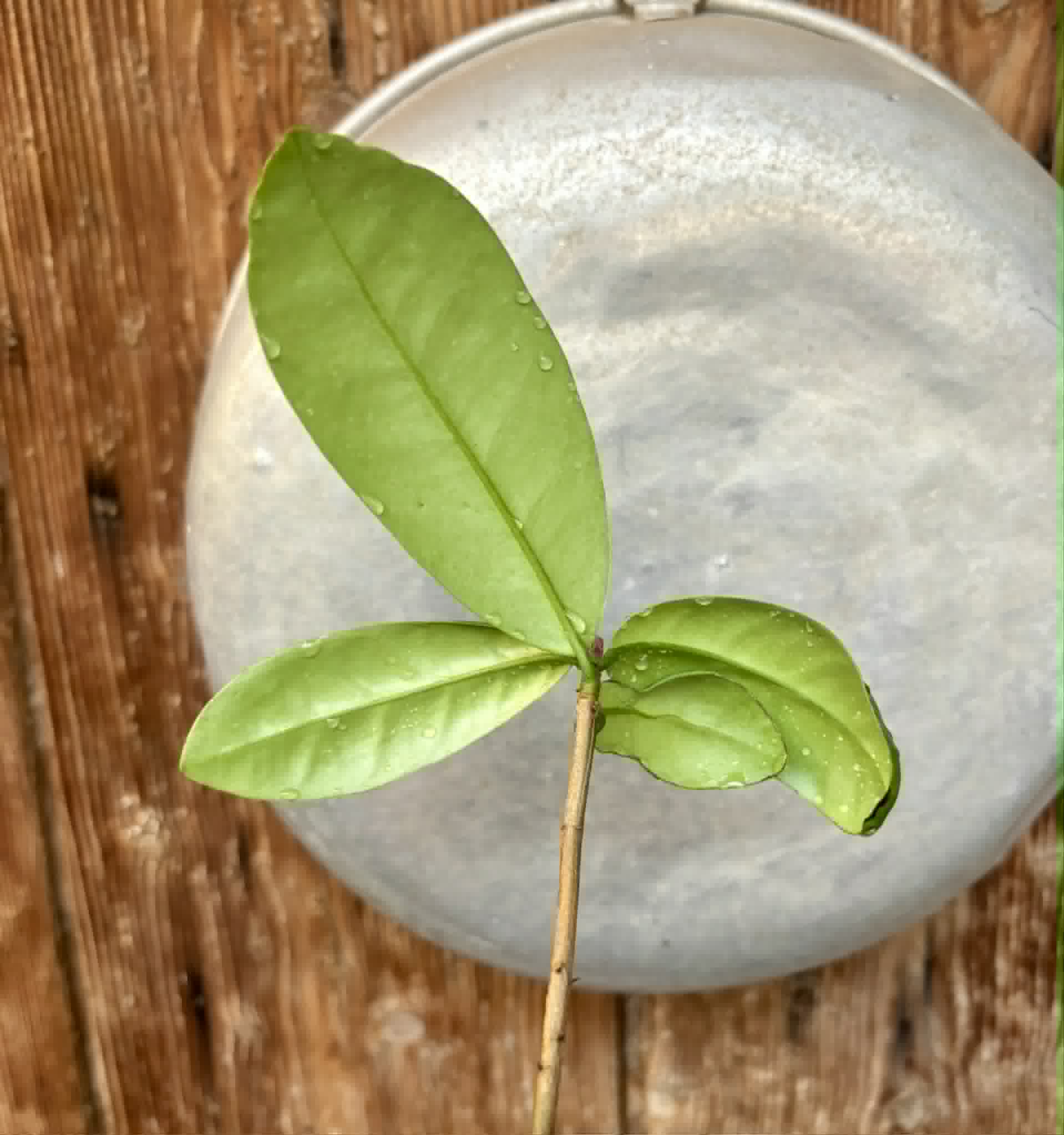 Eugenia itapemirimensis - 1 potted plant / 1 getopfte Pflanze