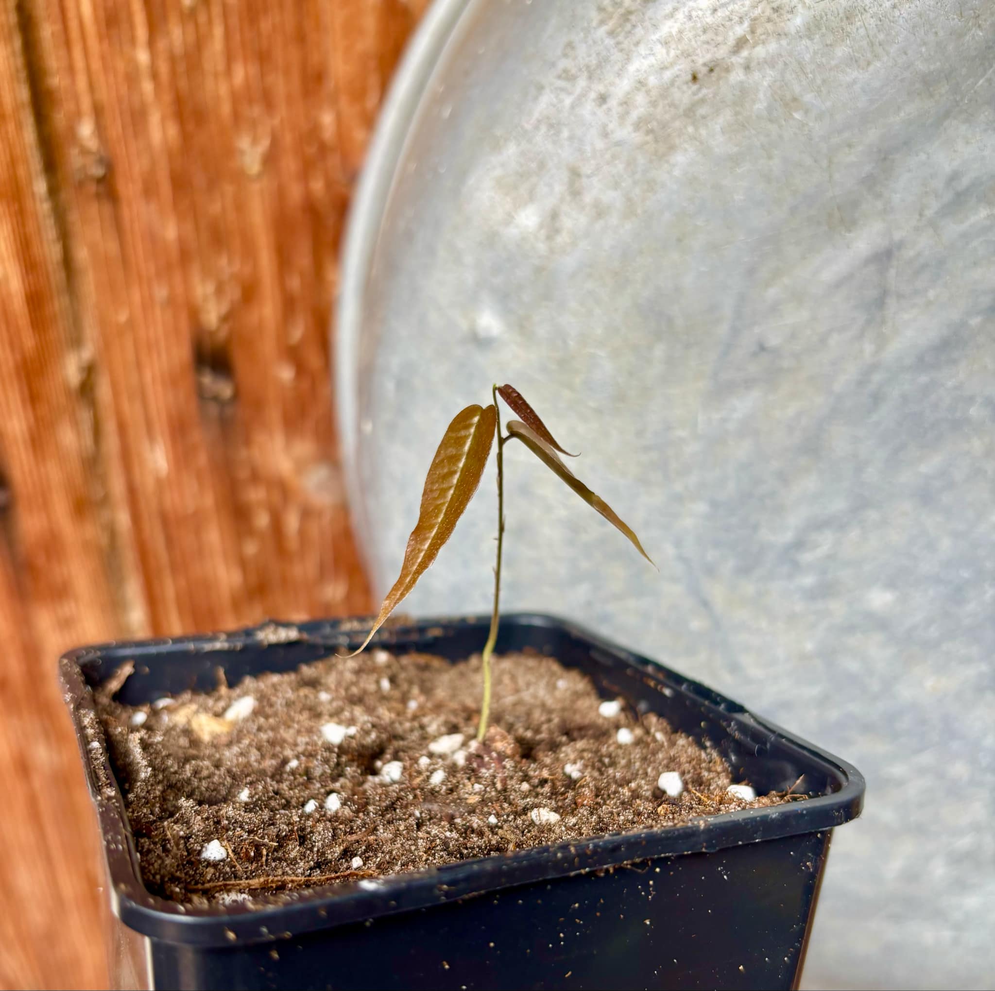 Plinia sp Dandara -  1 small potted seedling / 1 kleiner, getopfter Sämling