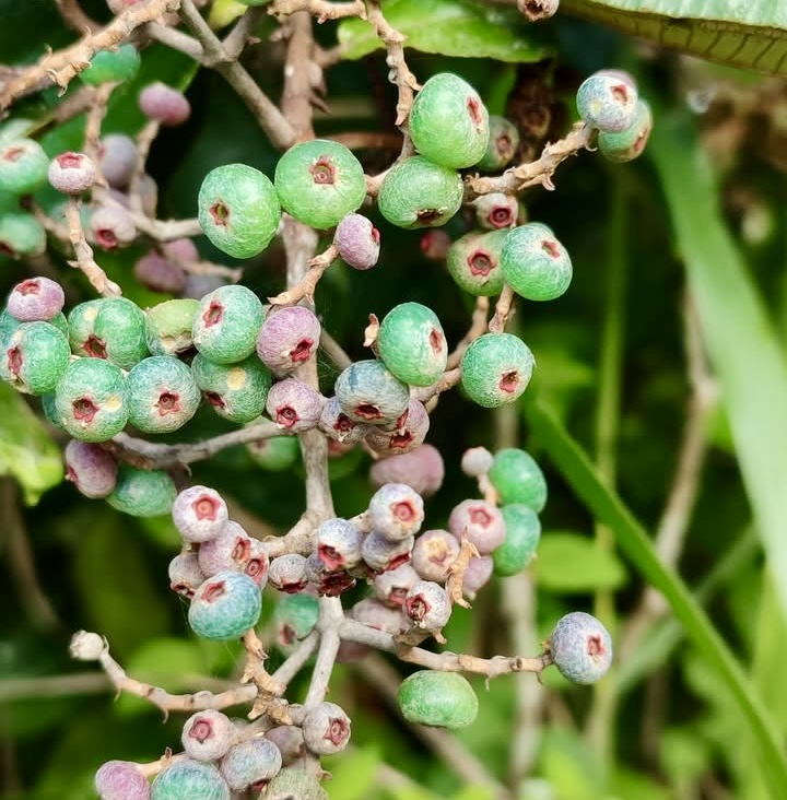 Canela de Velho (Miconia albicans) - 10 fresh seeds / 10 frische Samen