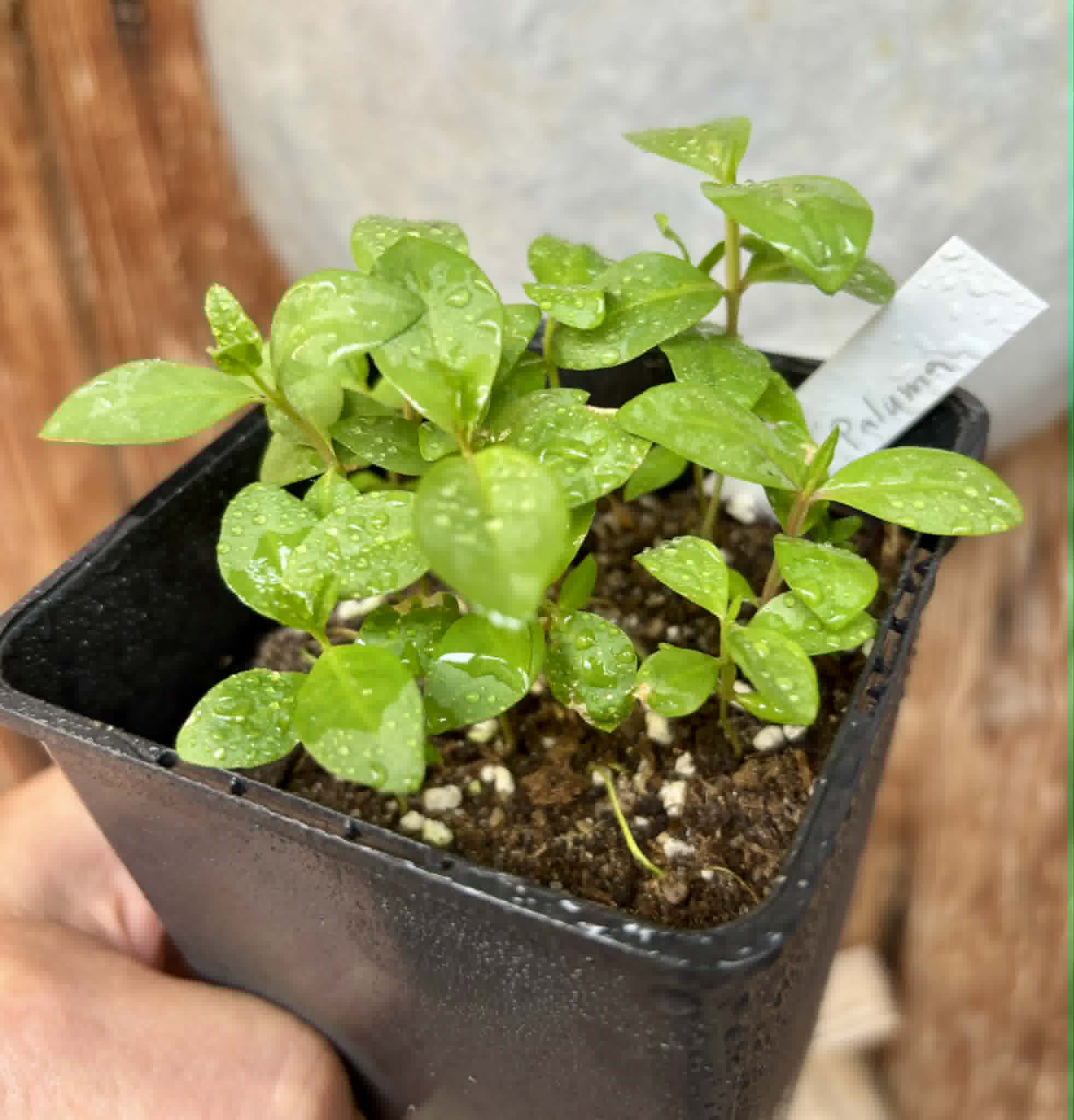 12 in 1 pot - Psidium guajava  "Paluma"  - 12 seedlings in one pot / 12 Sämlinge in einem Topf