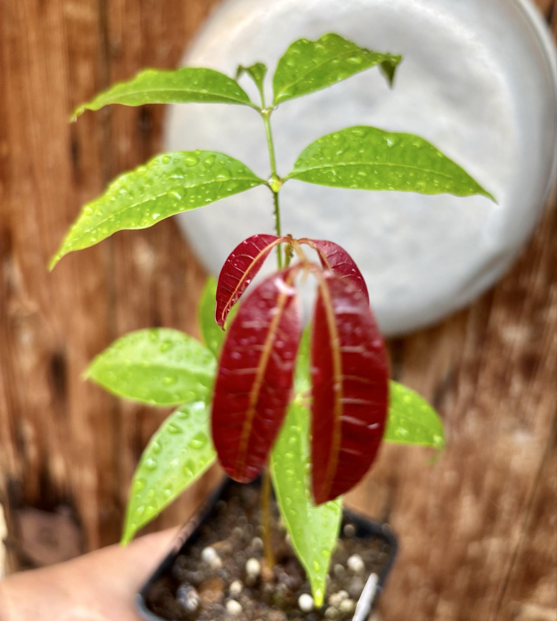 Talisia cerasina - 1 potted seedling / 1 getopfter Sämling