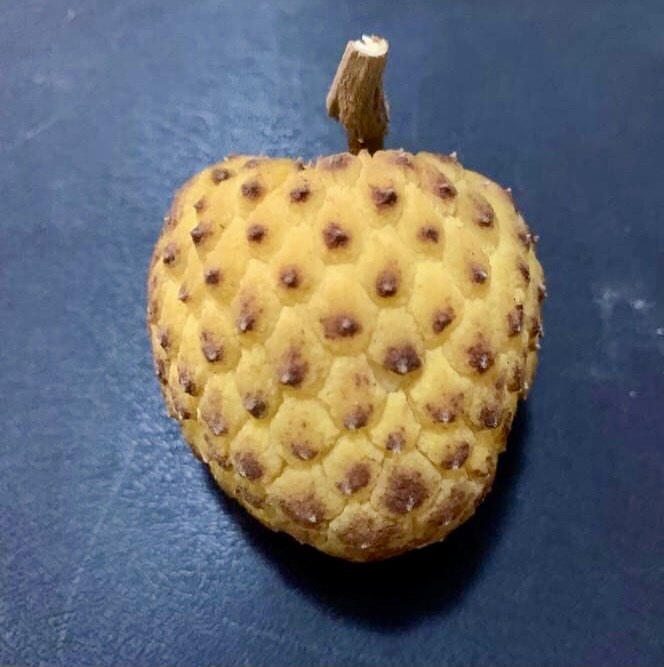 Annona tomentosa - Araticunzinho - 1 fresh seed / 1 frischer Samen