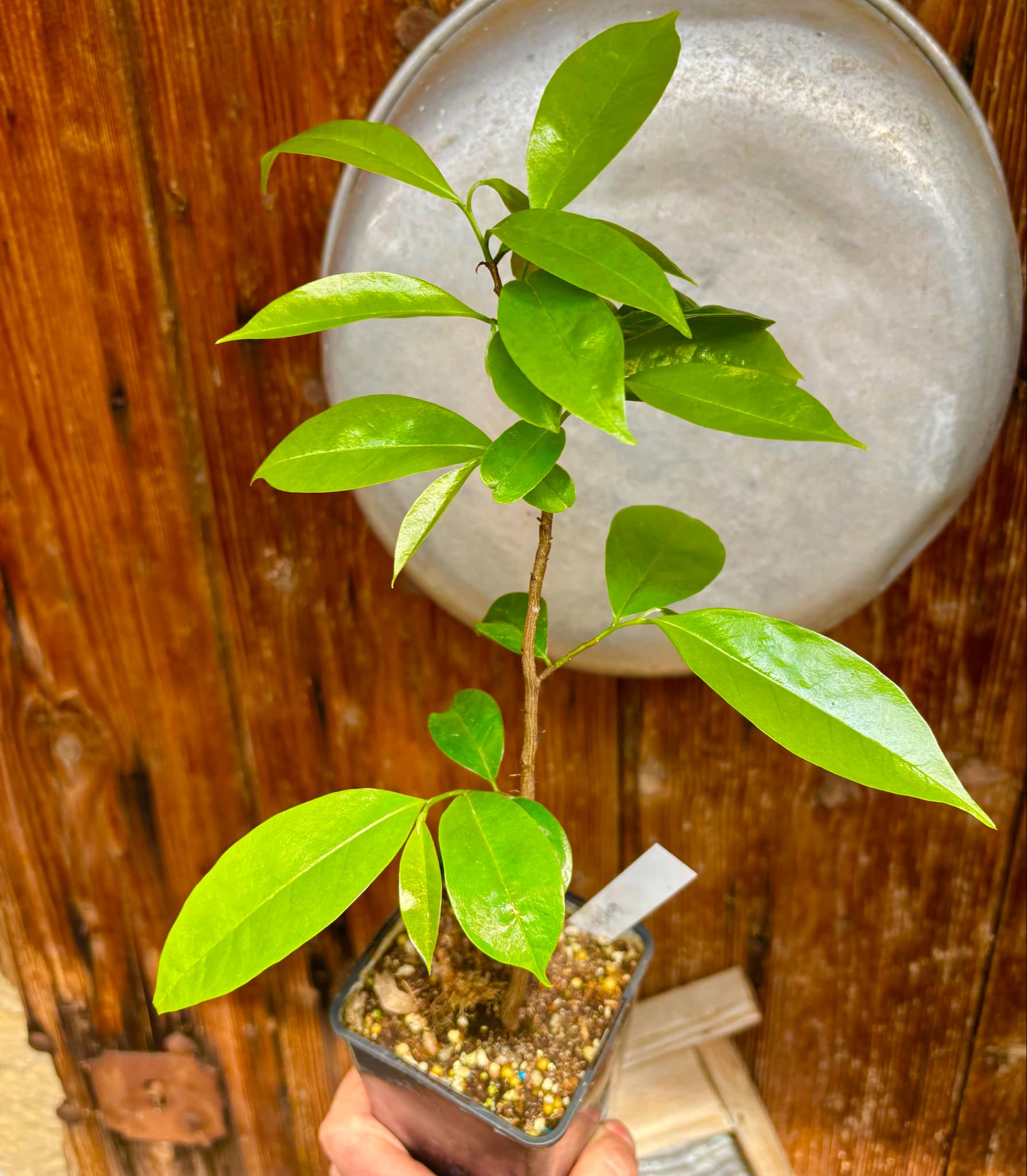Annona muricata var. ARUSHA - 1 potted plant / 1 getopfte Pflanze