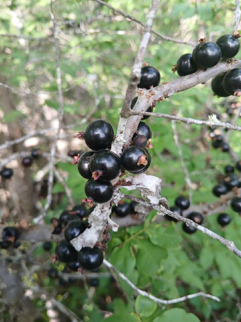 Pre Order - Jaboticaba de Rama (Guapurium sp de Rama) -  1 fresh seed / 1 frischer Samen