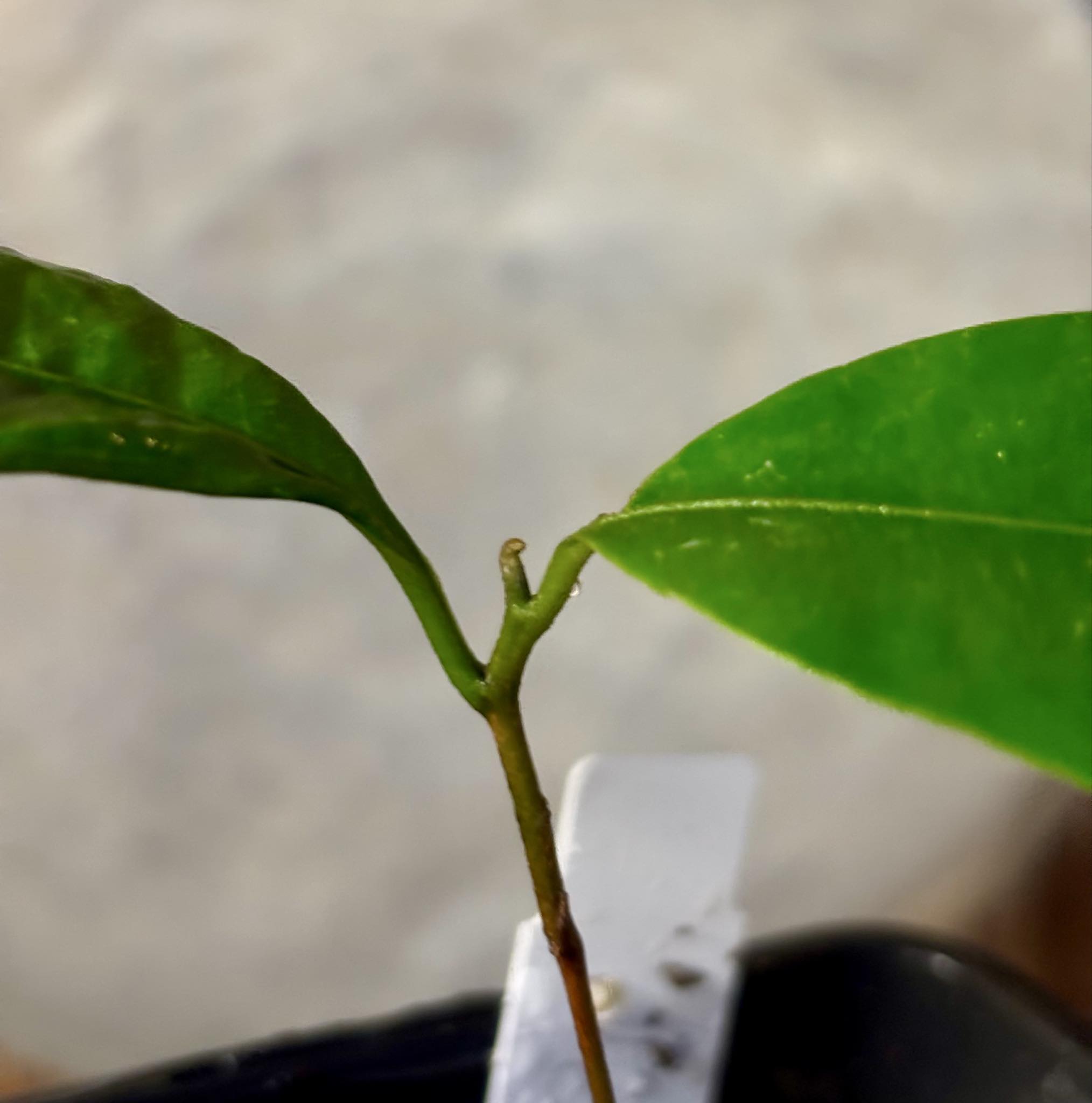 Pouteria cuspidata  -  1 potted seedling / 1 getopfter Sämling