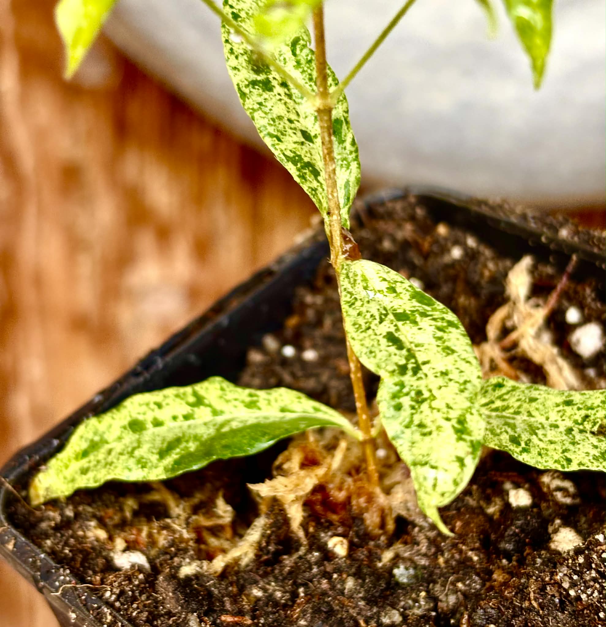 from flowering mother plant - variegated Acerola (Malpighia glabra) - 1 potted rooted cutting / 1 getopfter, bewurzelter Steckling