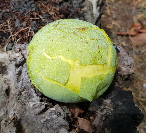 Pouteria aff. macrocarpa - 1 germinated seed / 1 gekeimter Samen