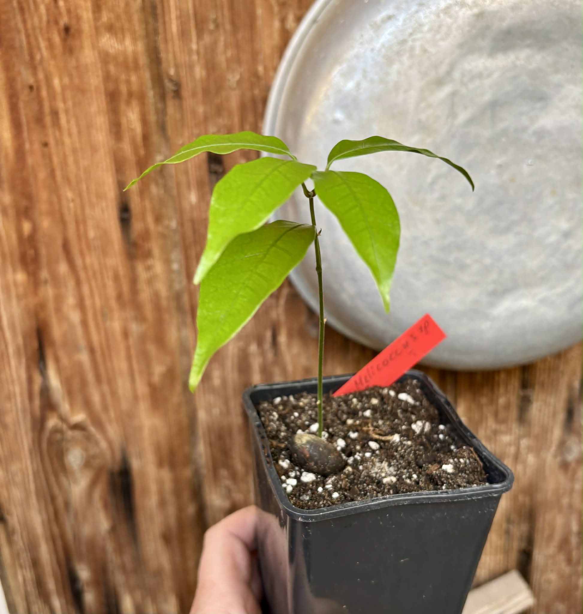 Melicoccus sp Bahia - 1 potted seedling / 1 getopfter Sämling