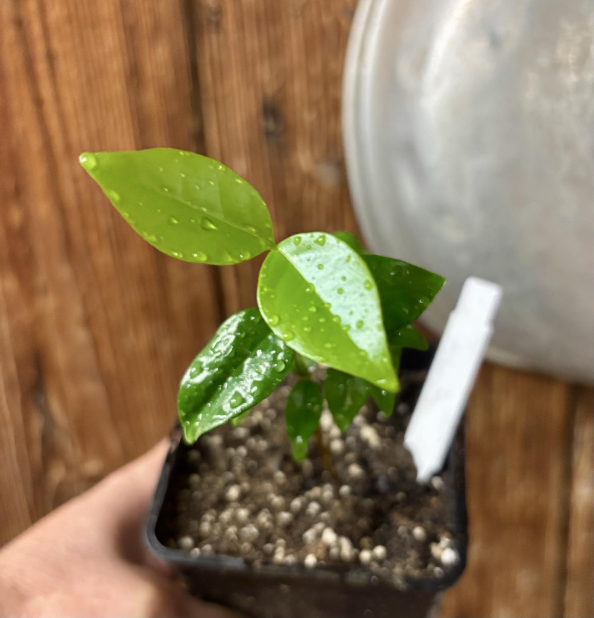 Eugenia uniflora var. Gigante Pitangao  - 1 small potted seedling / 1 kleiner, getopfter Sämling