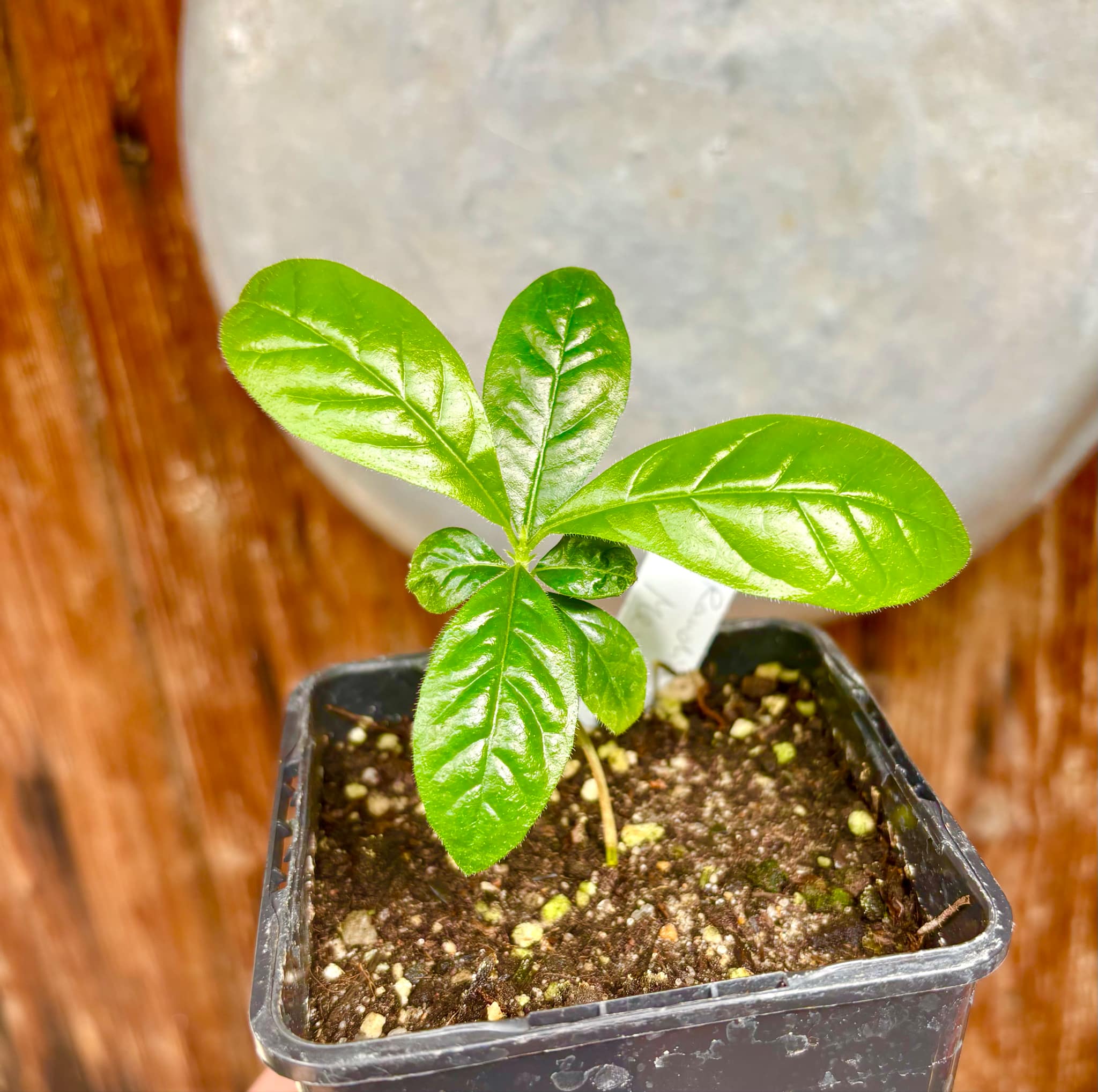 Randia sp Mexico  - 1 small seedling / 1 kleiner Sämling