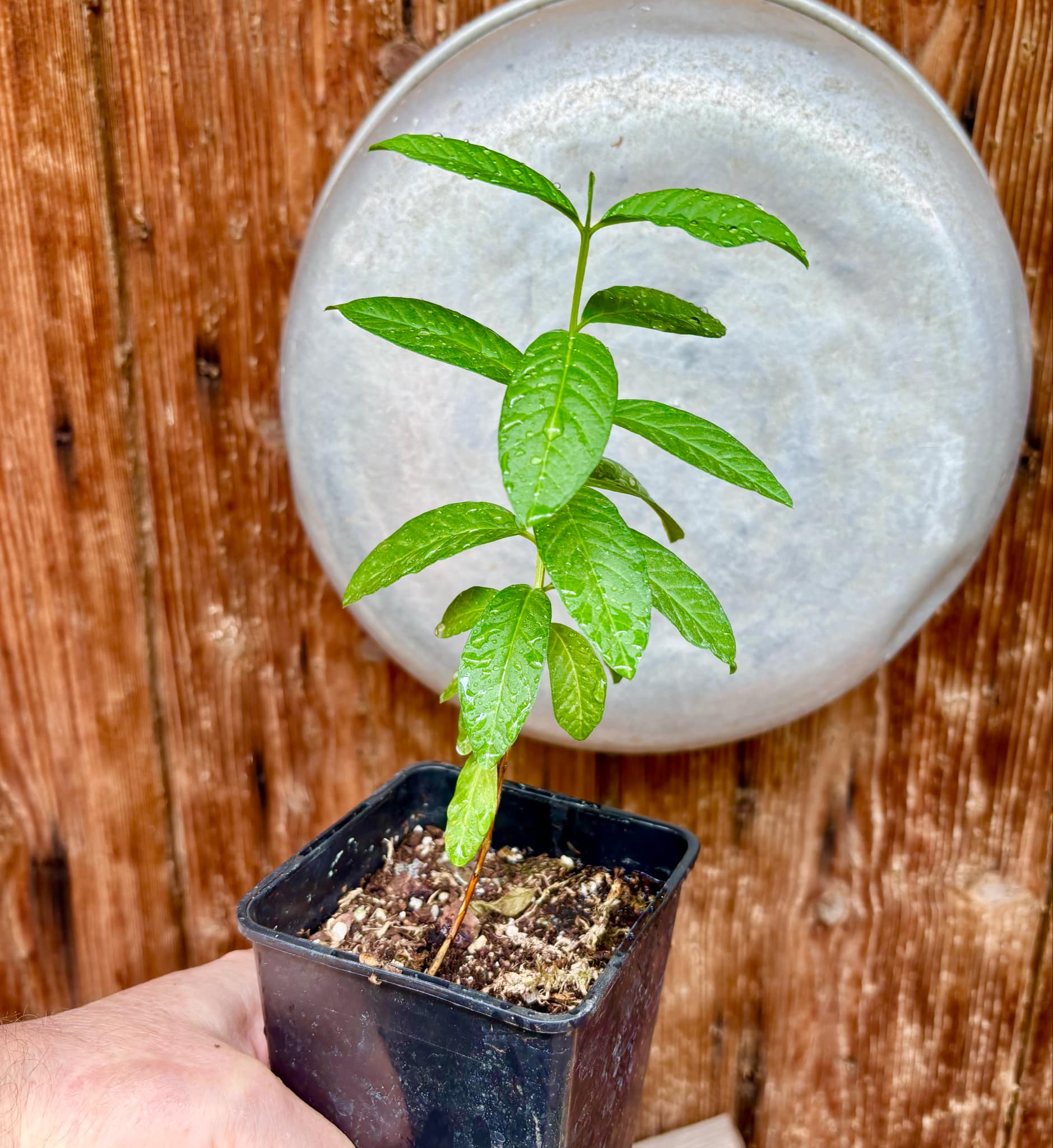 Psidium guajava - Peach - 1 potted plant / 1 getopfte Pflanze