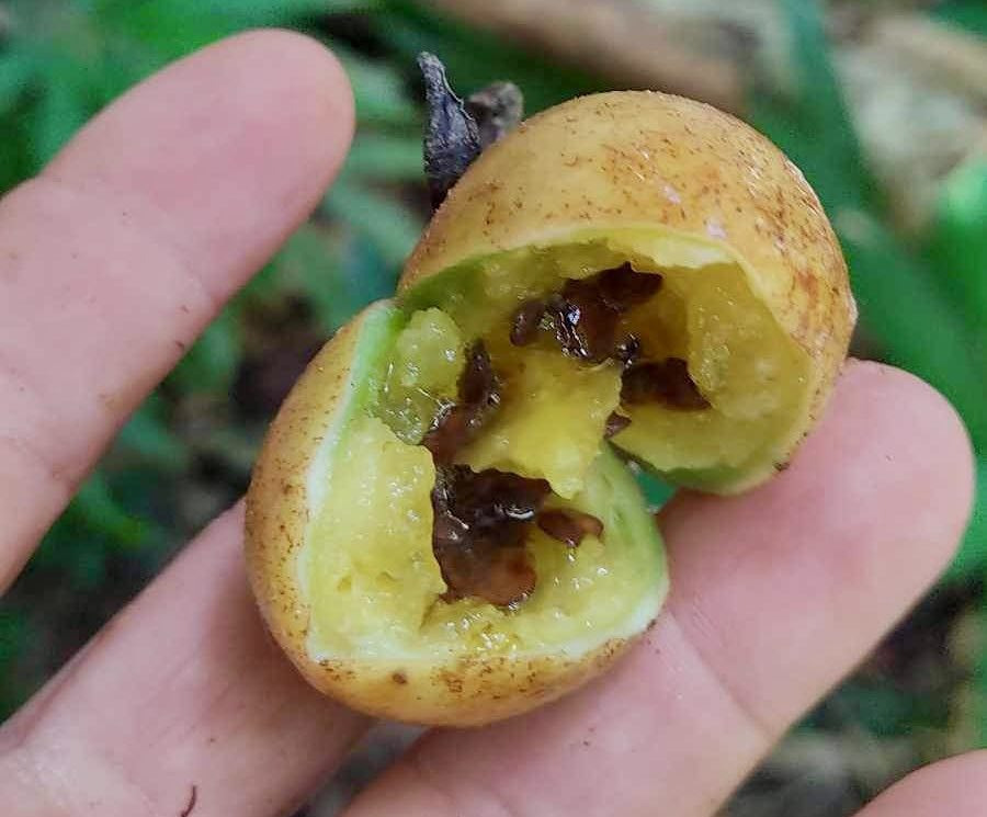 Solanum sp Verde Bahia - 1 fresh seed / 1 frischer Samen