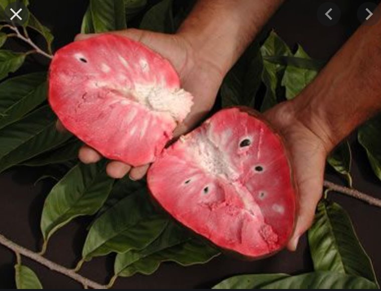 Annona reticulata var San Pablo- 1 fresh seed / 1 frischer Samen