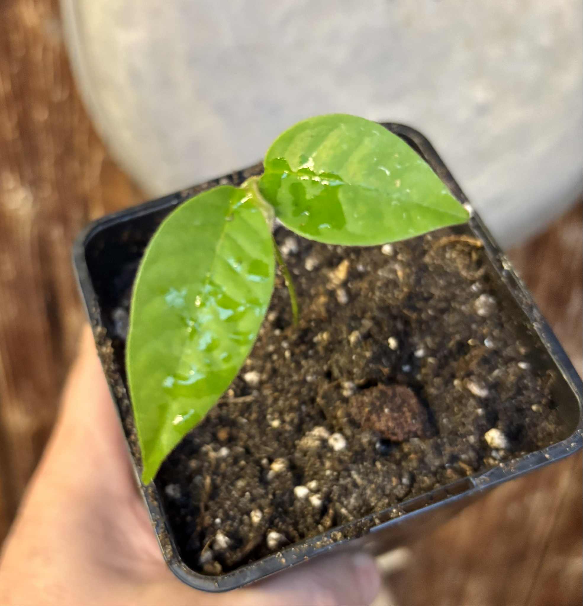 Civet Banana (Uvaria grandiflora) -  1 potted seedling / 1 getopfter Sämling