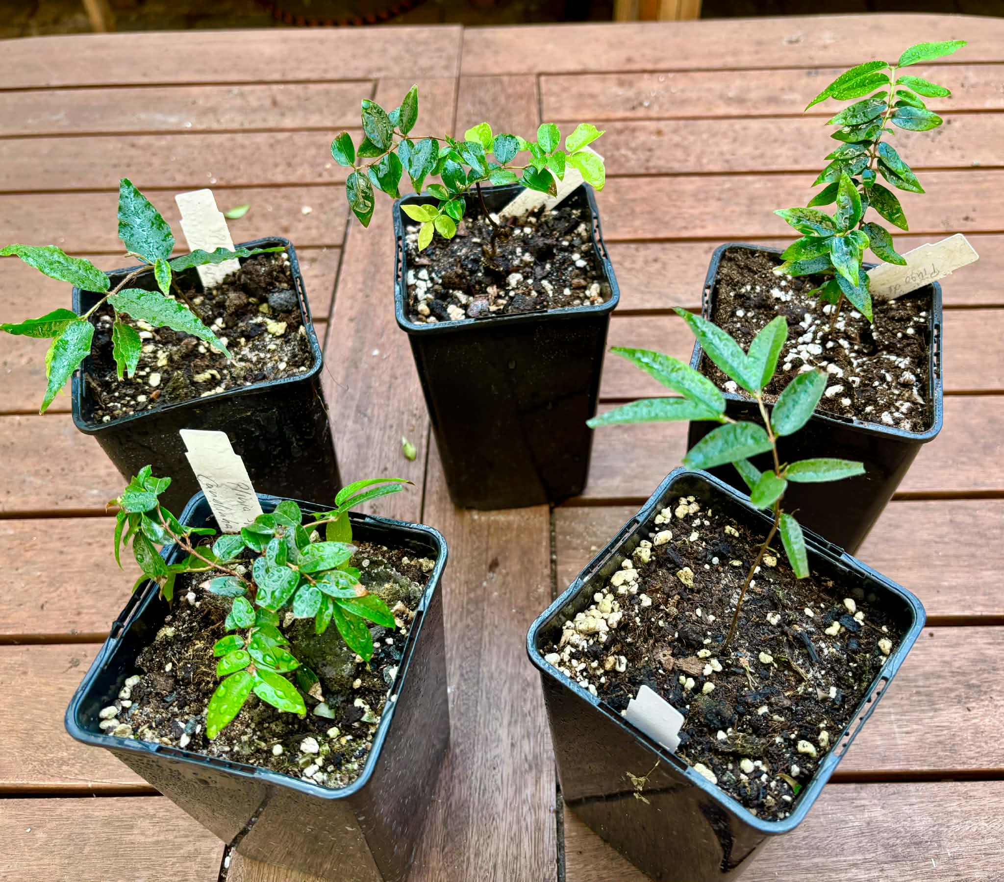 Collection of 5 different Jaboticaba -  5 different potted Plinia / 5 verschiedene, getopfte Plinia