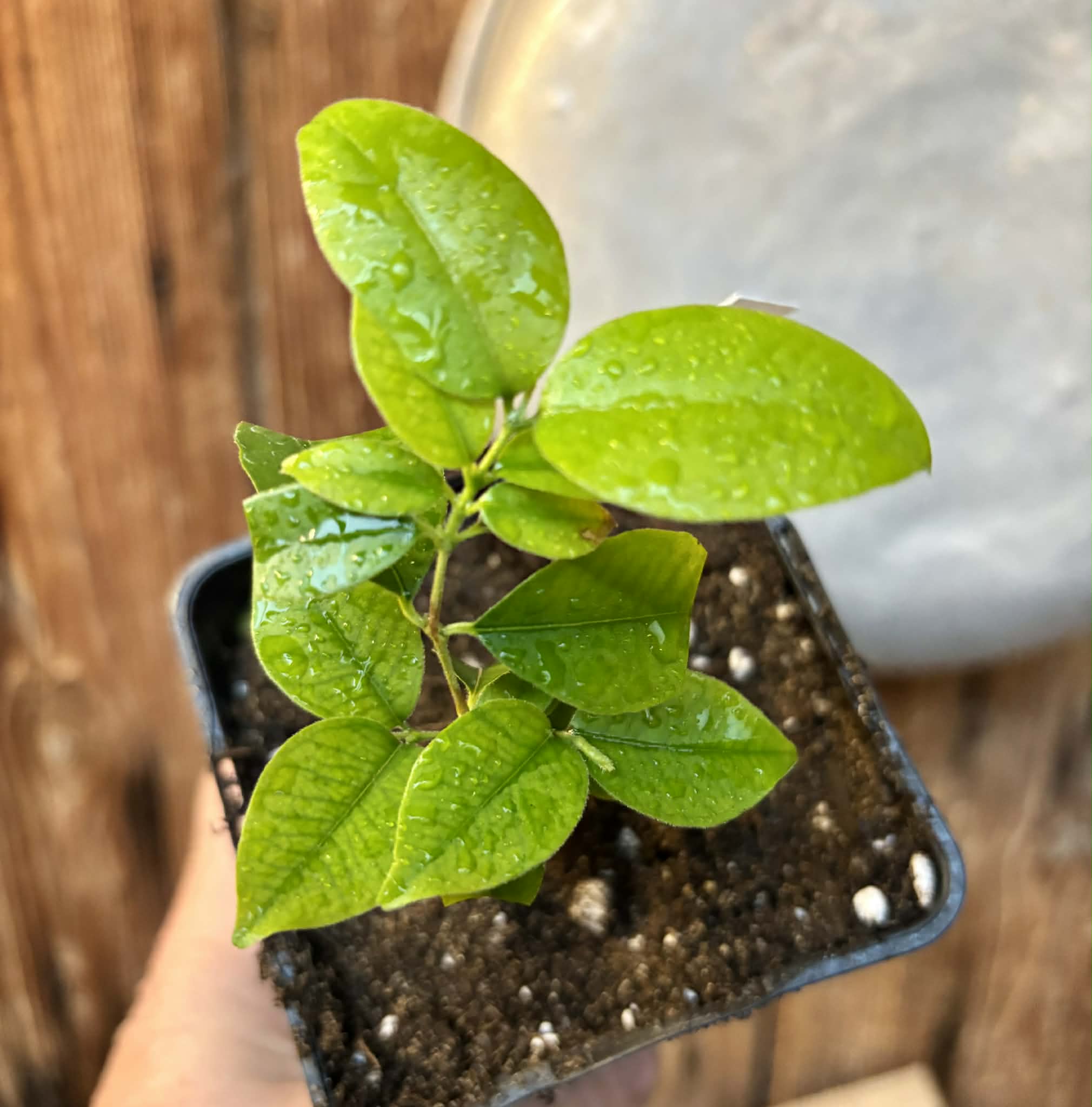 Eugenia sp Guajuba graudas -  1 potted seedling / 1 getopfter Sämling