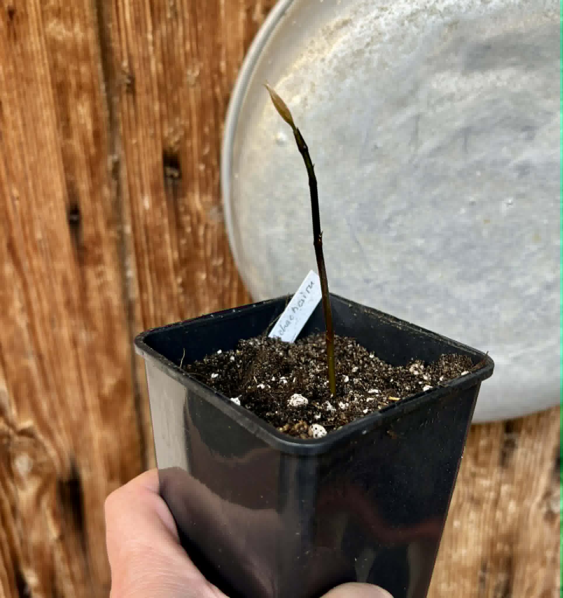 Achachairu (Garcinia humilis) - 1 potted seedling / 1 getopfter Sämling