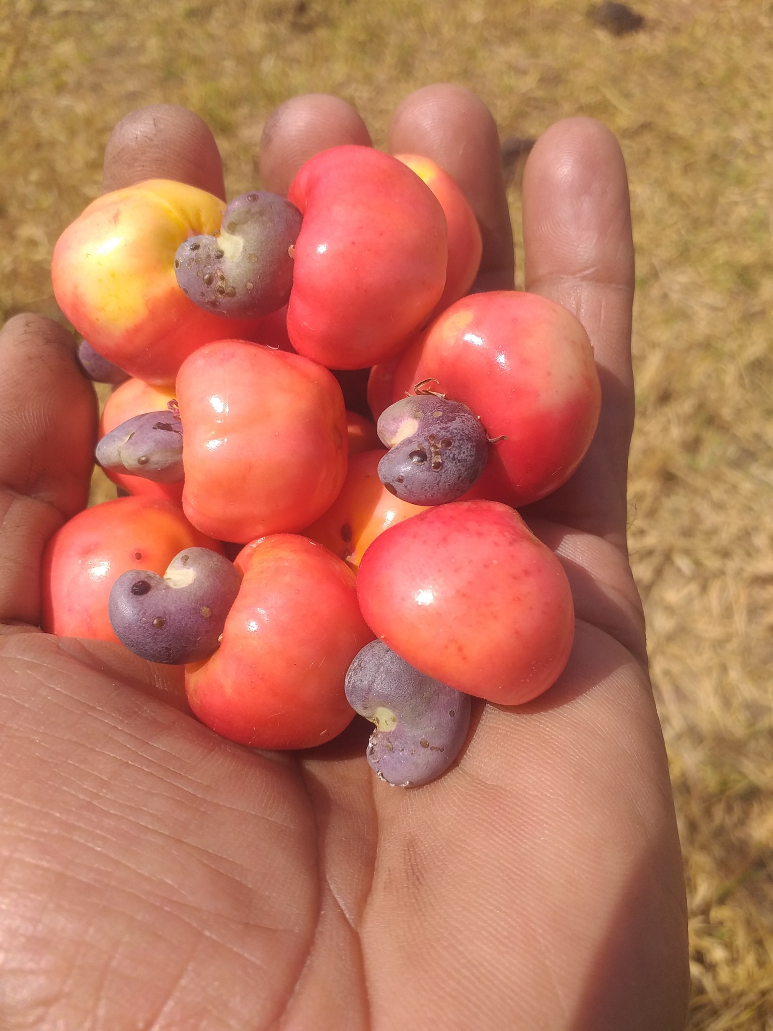 Cajuzinho - Anacardium humile - 2 fresh seeds / 2 frische Samen Cajuzinho - Anacardium humile - 2 fresh seeds / 2 frische Samen
