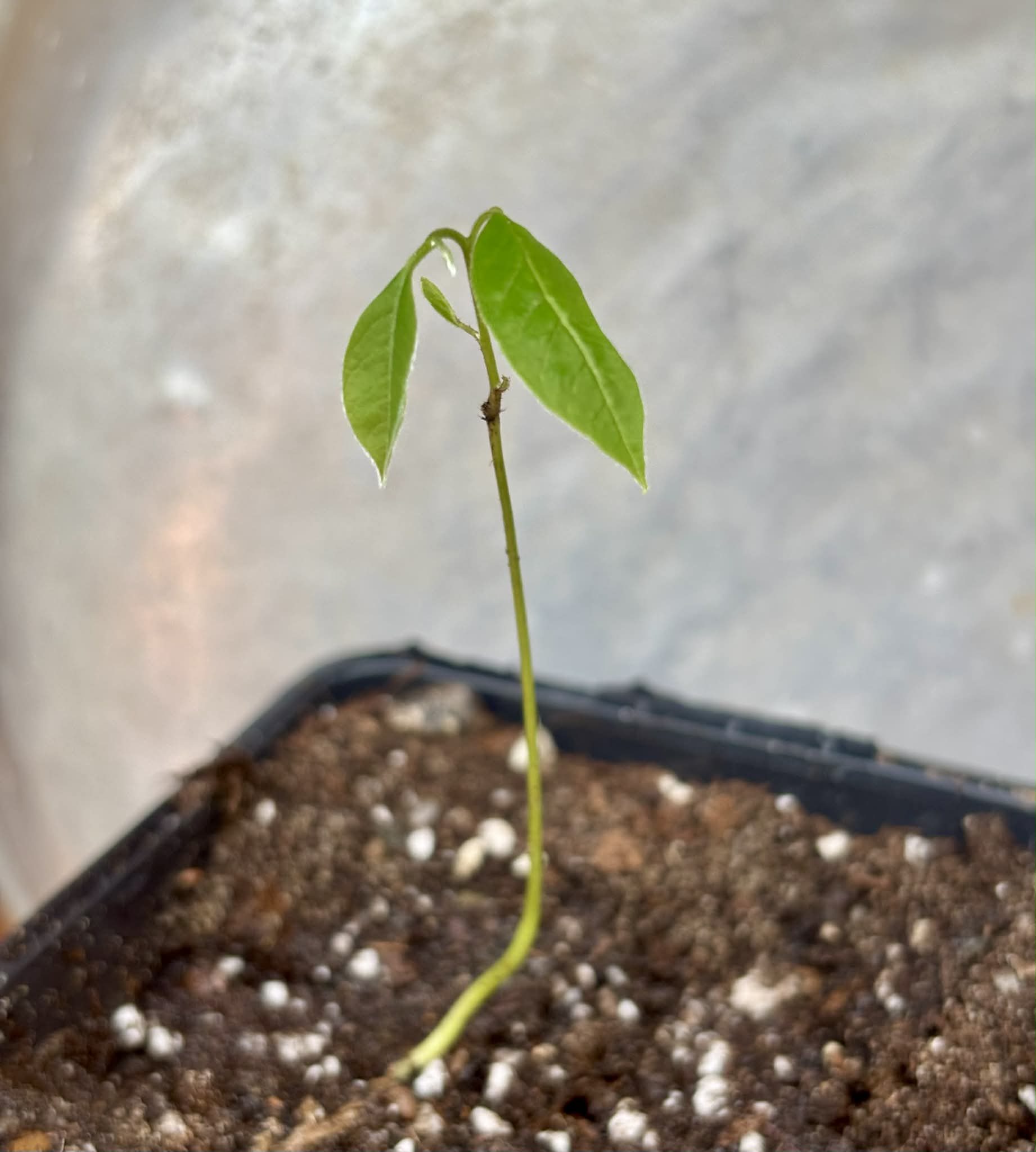 Duguetia cf quitarensis - 1 potted seedling / 1 getopfter Sämling
