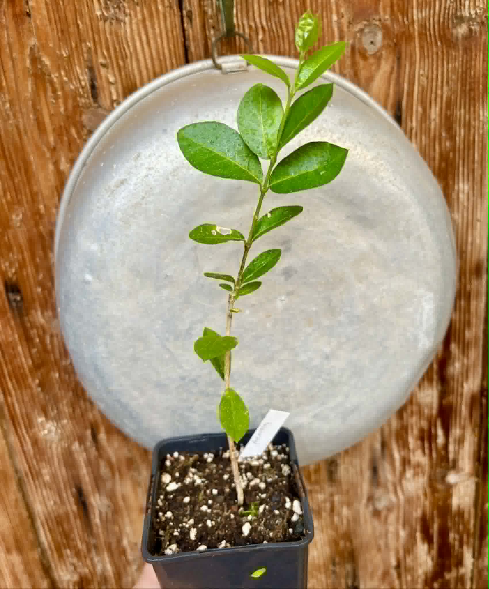 Acerola (Malpighia glabra) - 1 potted seedling / 1 getopfter Sämling