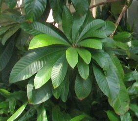 Pouteria sapota - Mamey Sapote - 1 fresh seed / 1 frischer Samen Pouteria sapota - Mamey Sapote - 1 fresh seed / 1 frischer Samen
