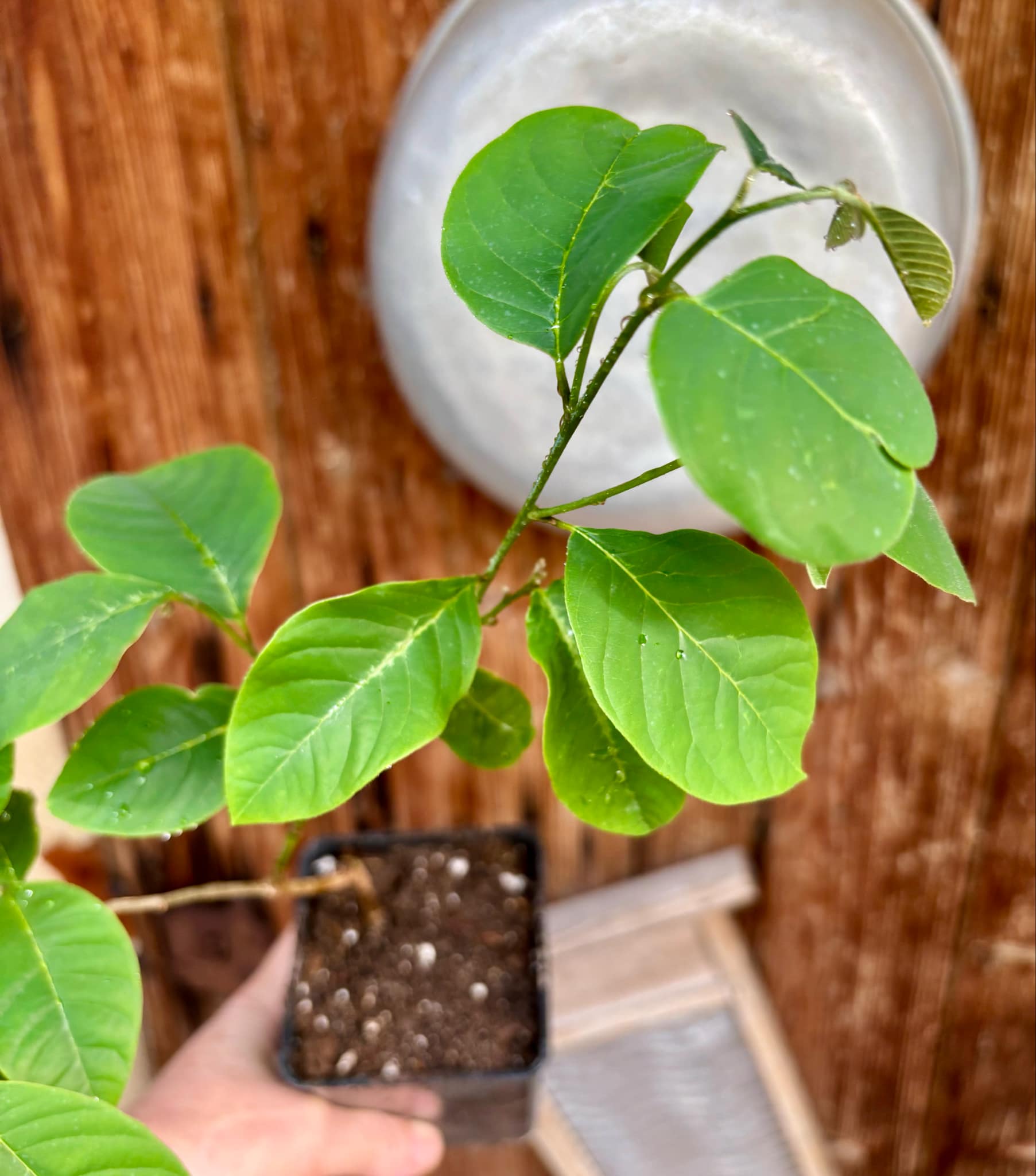 Cherimoya var. Fino de Jete (Annona cherimola) - 1 potted plant / 1 getopfte Pflanze