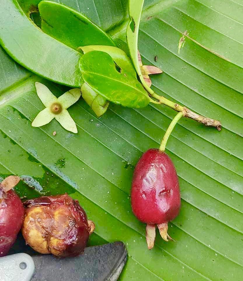 Pre Order - Eugenia sp Cereja Grande da Bahia - 1 fresh seed / 1 frischer Samen