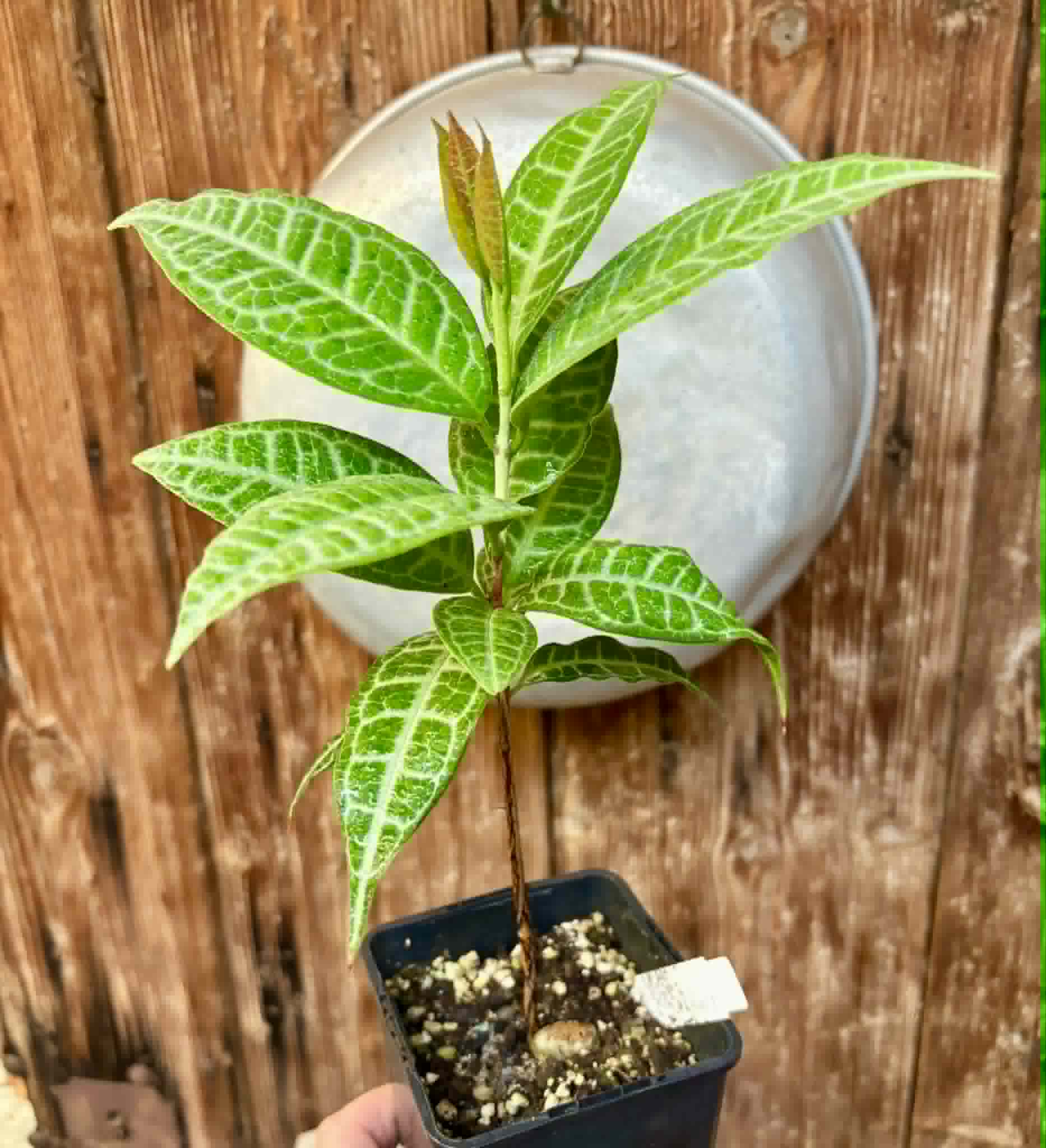 Eugenia sp Labisia -  1 potted plant / 1 getopfte Pflanze