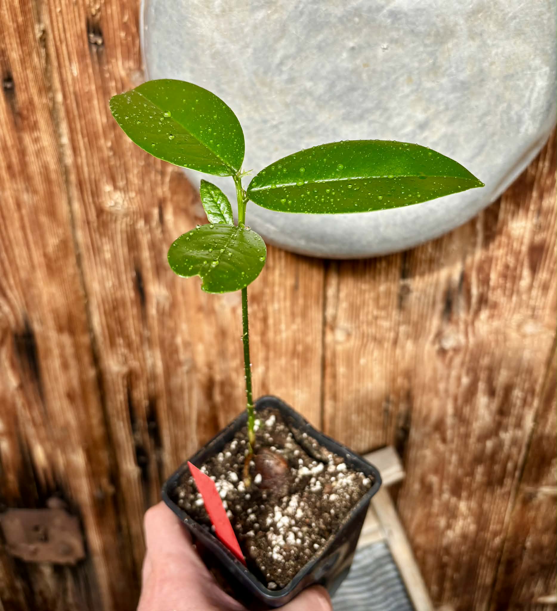 Zollernia ilicifolia - 1 potted seedling / 1 getopfter Sämling