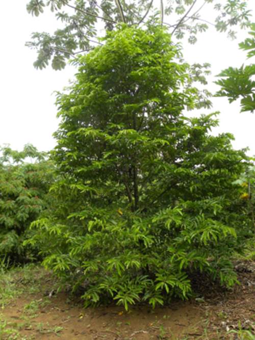 Pre-Order - Annona xylopifolia - 1 fresh seed / 1 frischer Samen