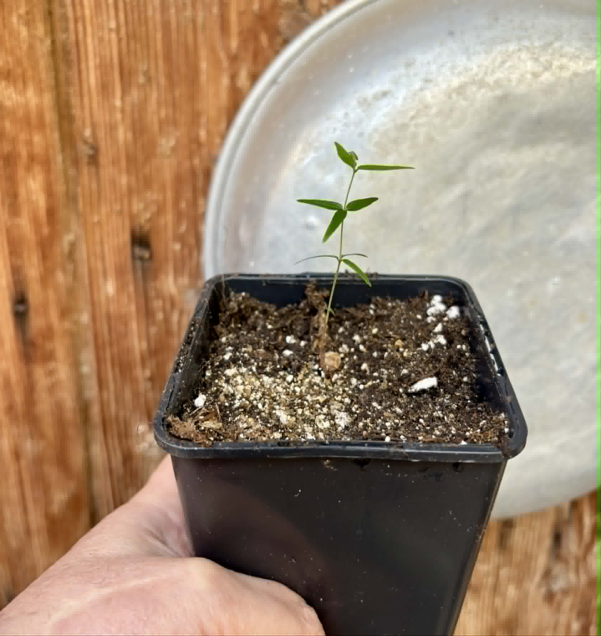 Myrciaria sp Cheirosa azul  - 1 potted seedling / 1 getopfter Sämling
