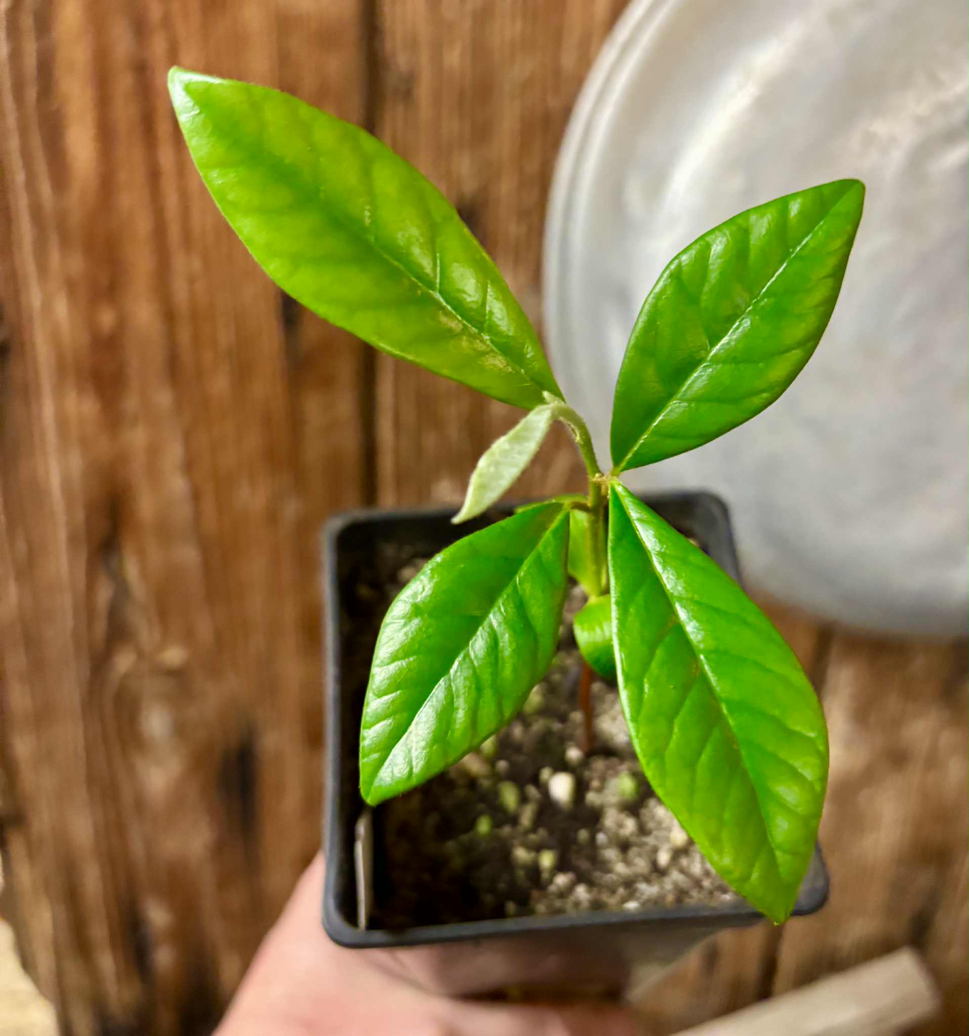 Chrysophyllum januariense  -  1 potted seedling / 1 getopfter Sämling