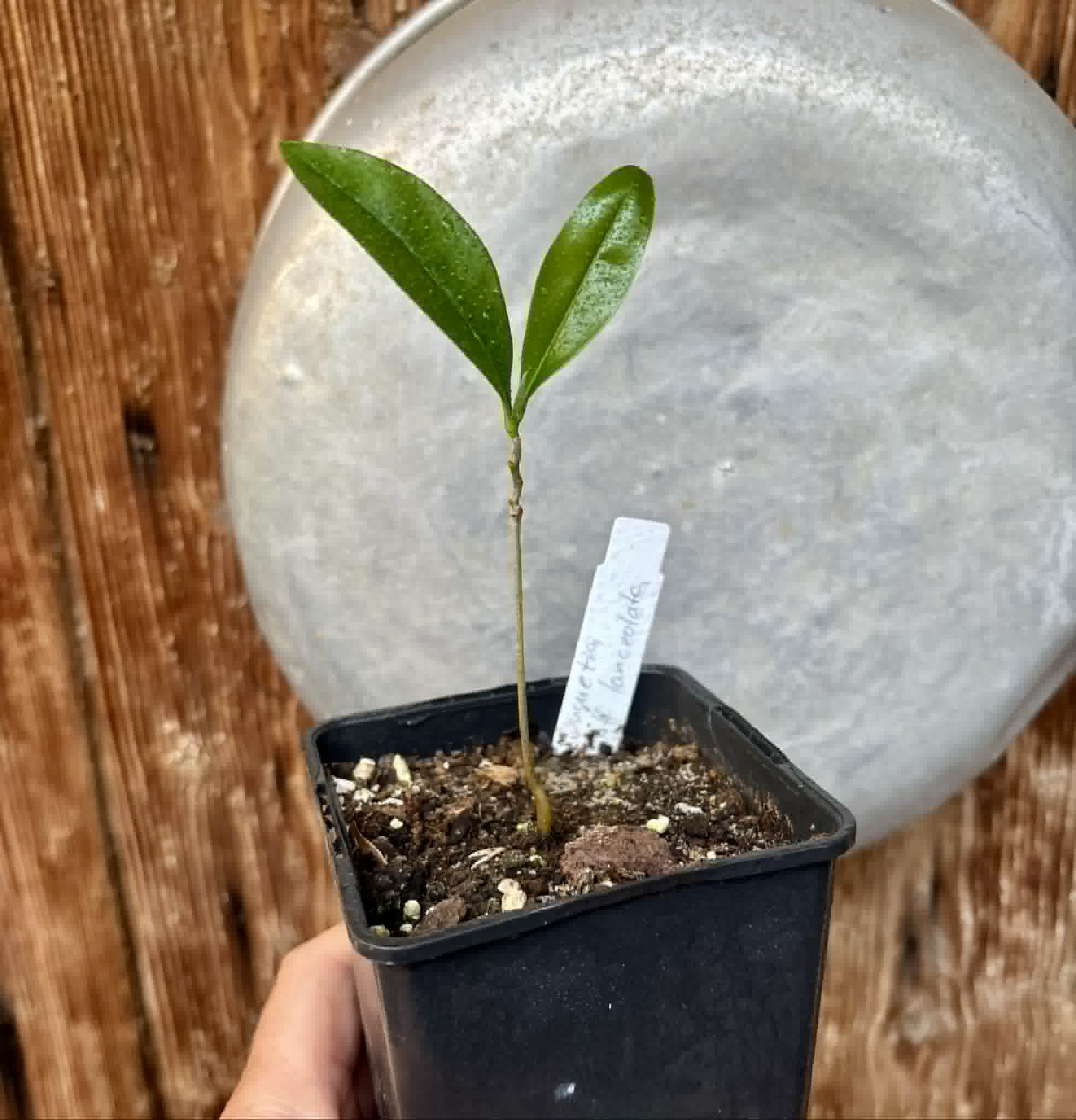 Duguetia aff. lanceolata - Pindauva Roxa -   1 potted plant / 1 getopfte Pflanze