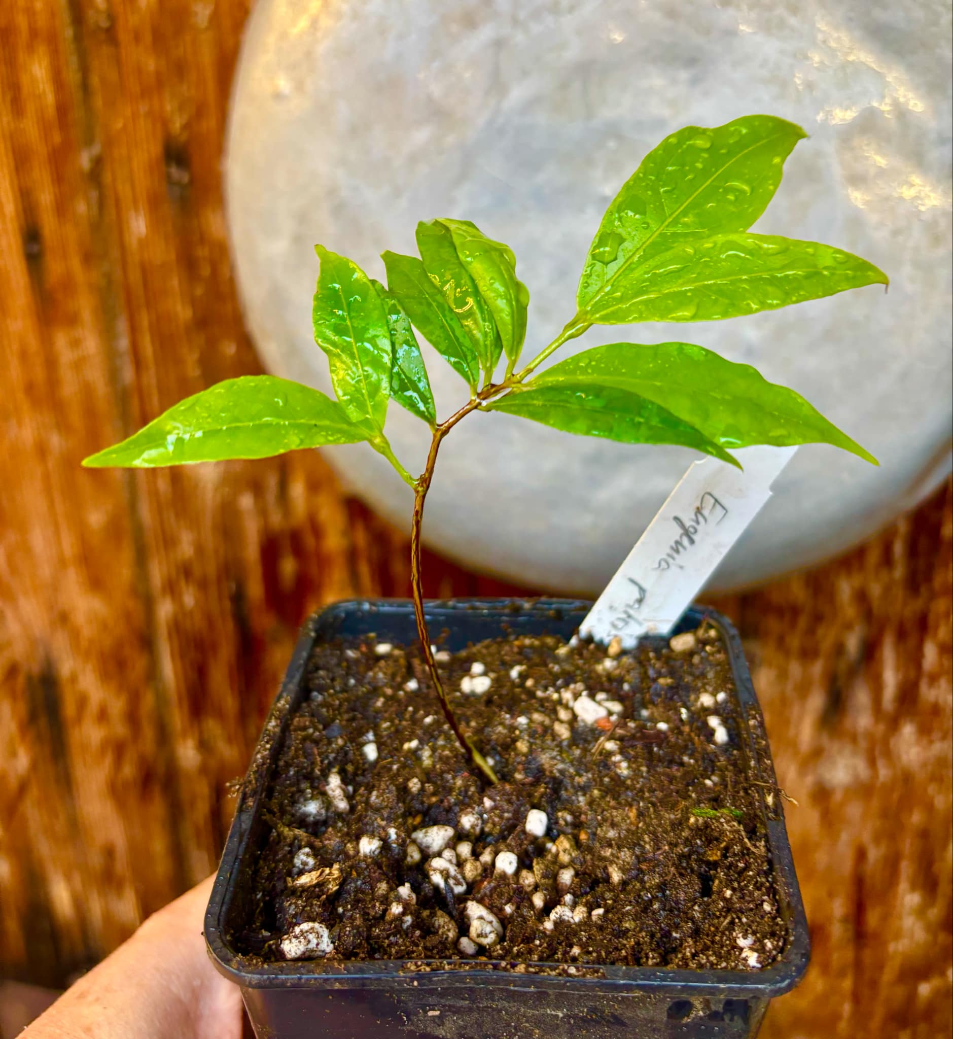 Ruby do Amazonas (Eugenia patrisii) 1 potted seedling / 1 getopfter Sämling