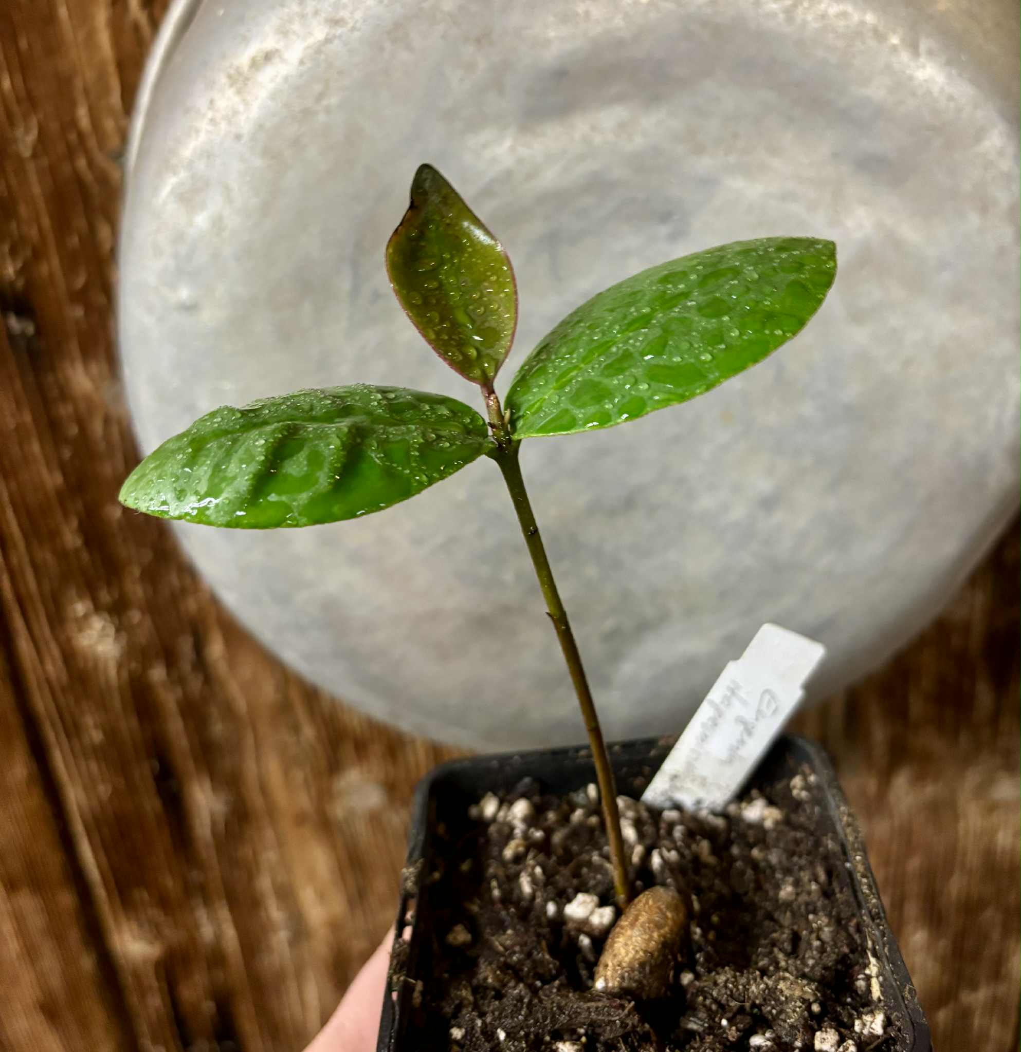 Eugenia itapemirimensis - 1 potted plant / 1 getopfte Pflanze