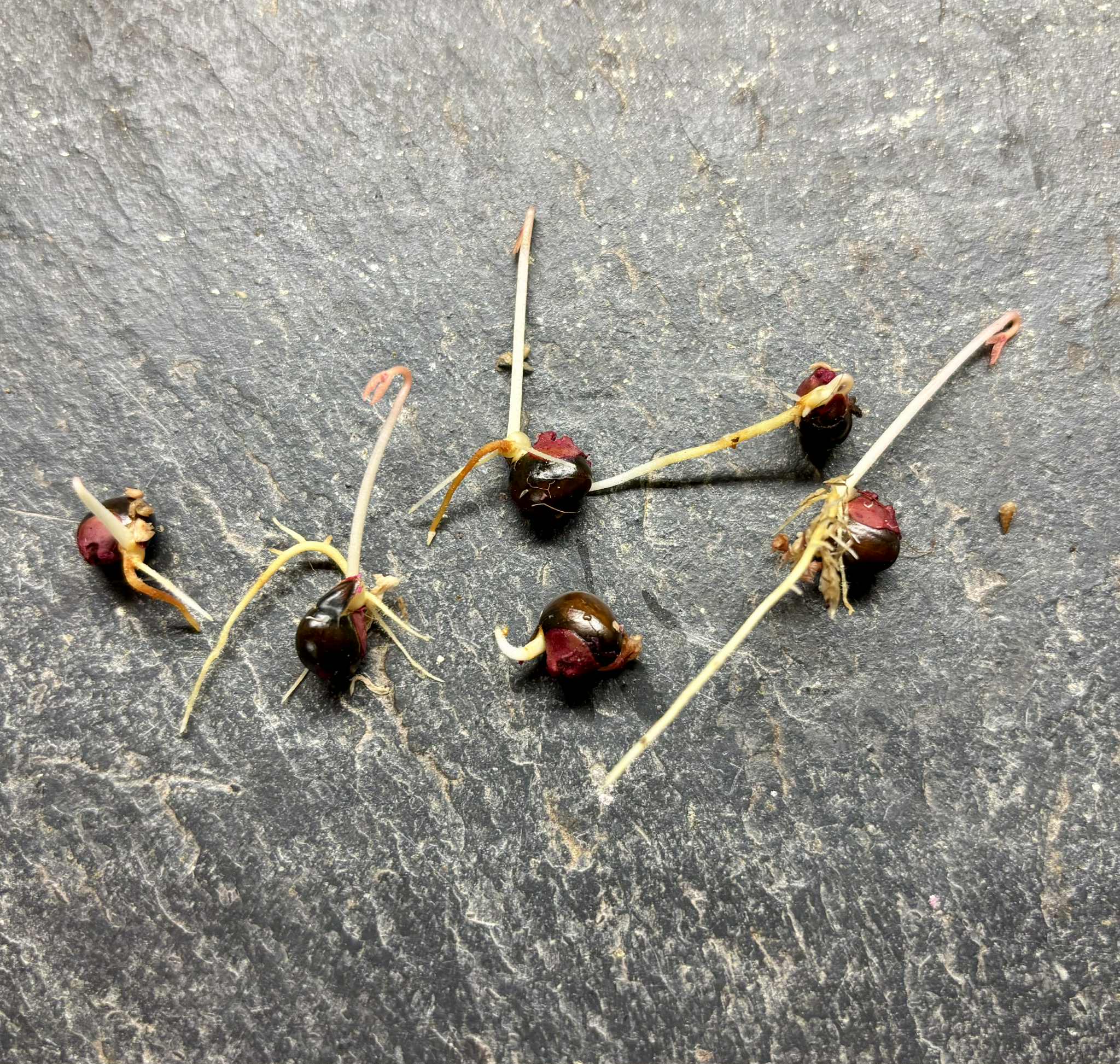 Guaraná (Paullinia cupana) - 1 germinated seed / 1 gekeimter Samen Guaraná (Paullinia cupana) - 1 germinated seed / 1 gekeimter Samen