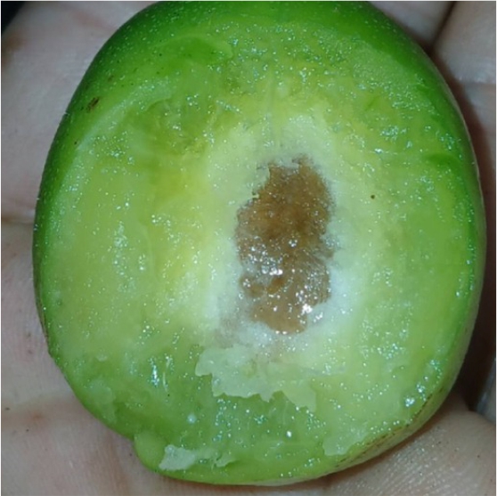 Pre Order - Umbu (Spondias tuberosa) -  1 fresh seed / 1 frischer Samen