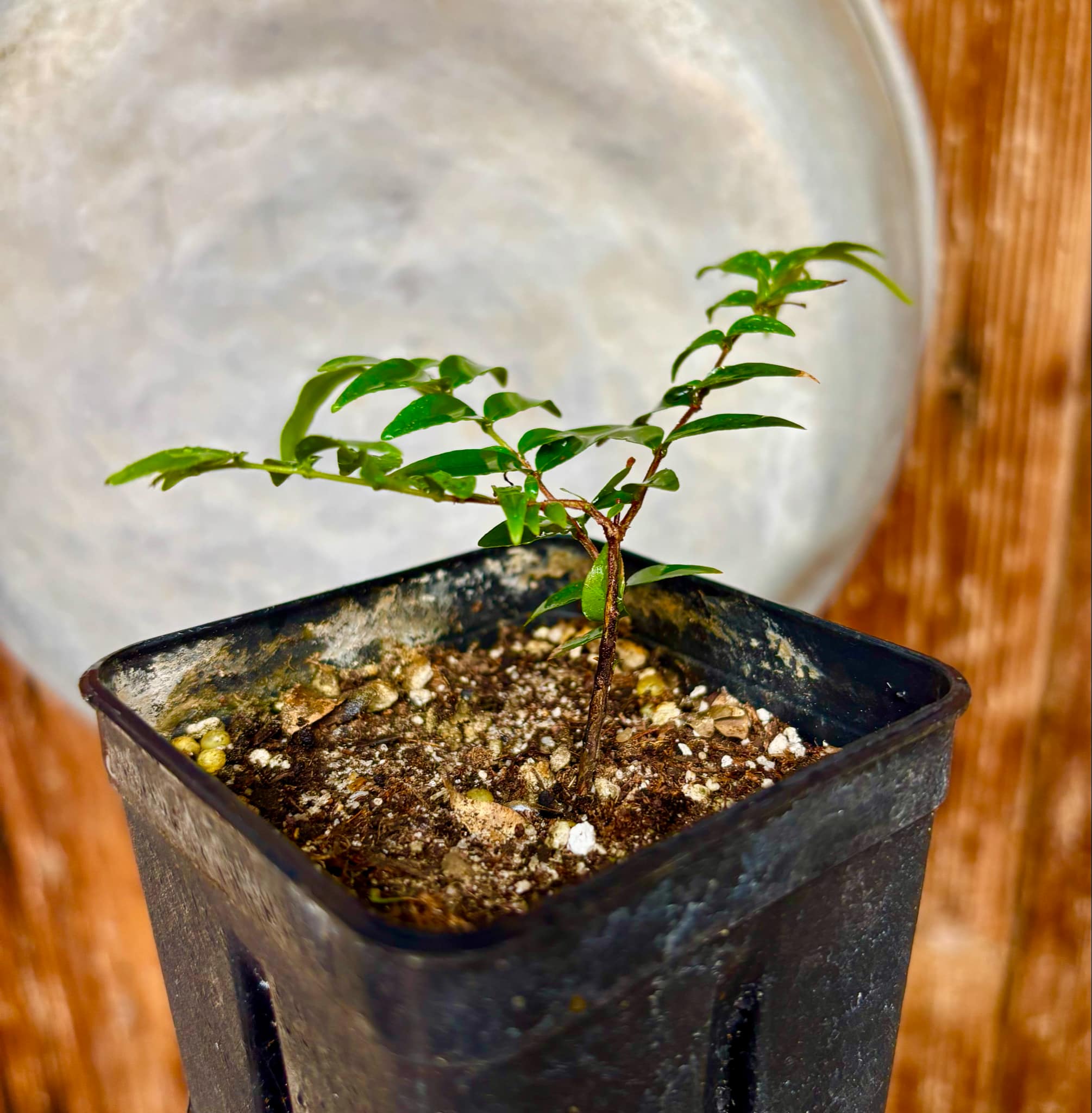 Myrciaria floribunda var. yellow - 1 potted plant / 1 getopfte Pflanze