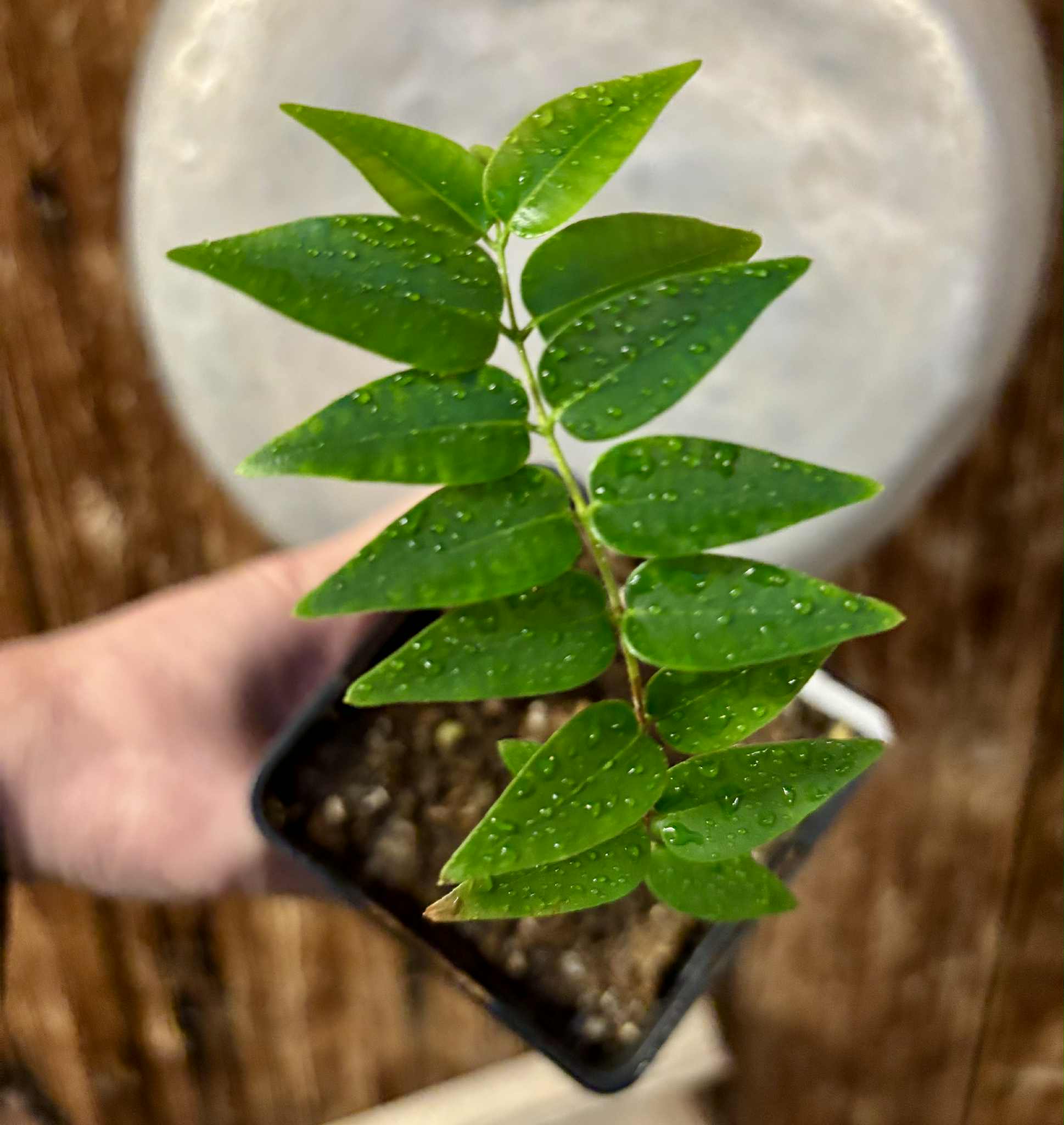 Myrciaria sp Nordestina - 1 potted seedling / 1 getopfter Sämling